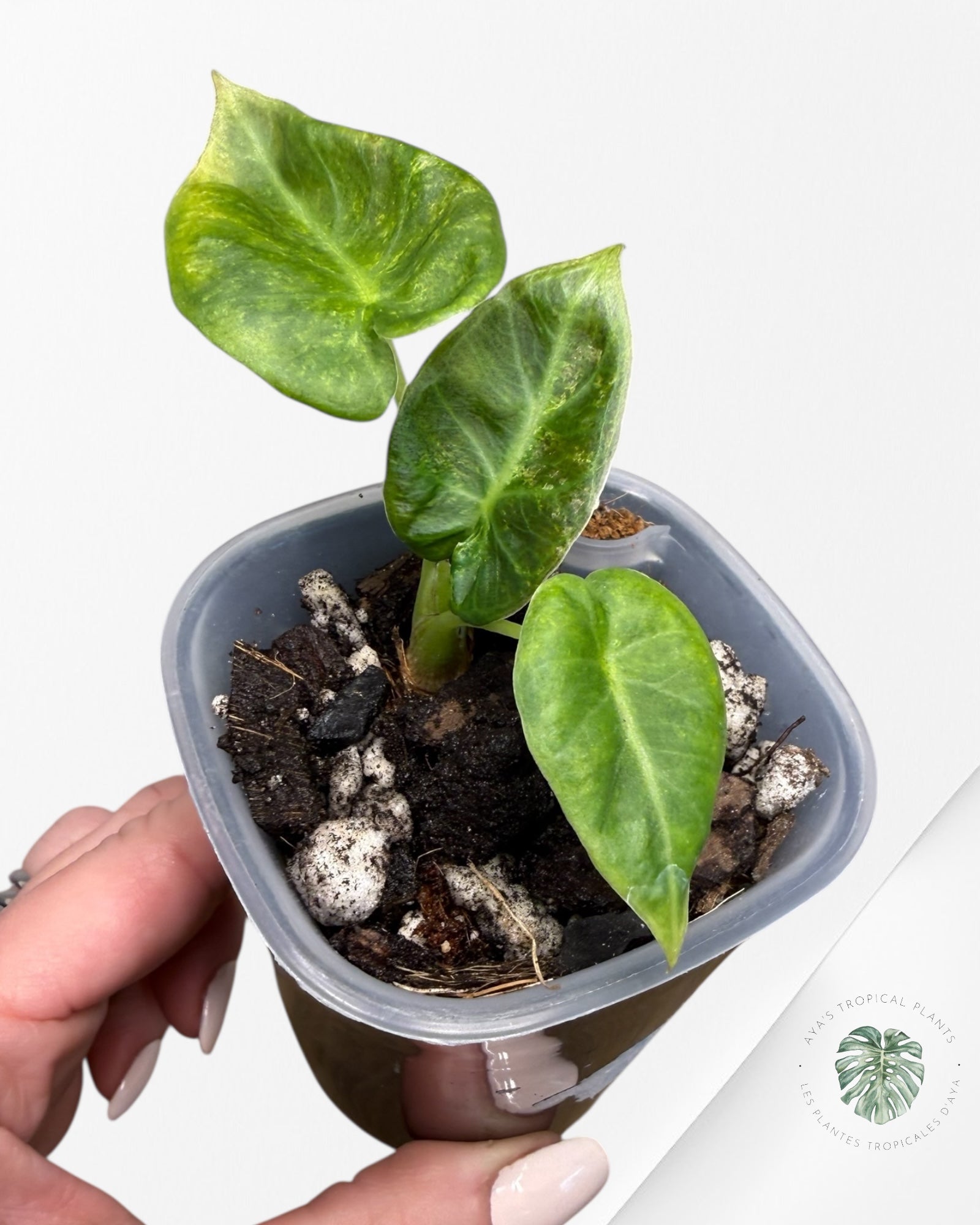 Alocasia Regal Shield Aurea Variegated