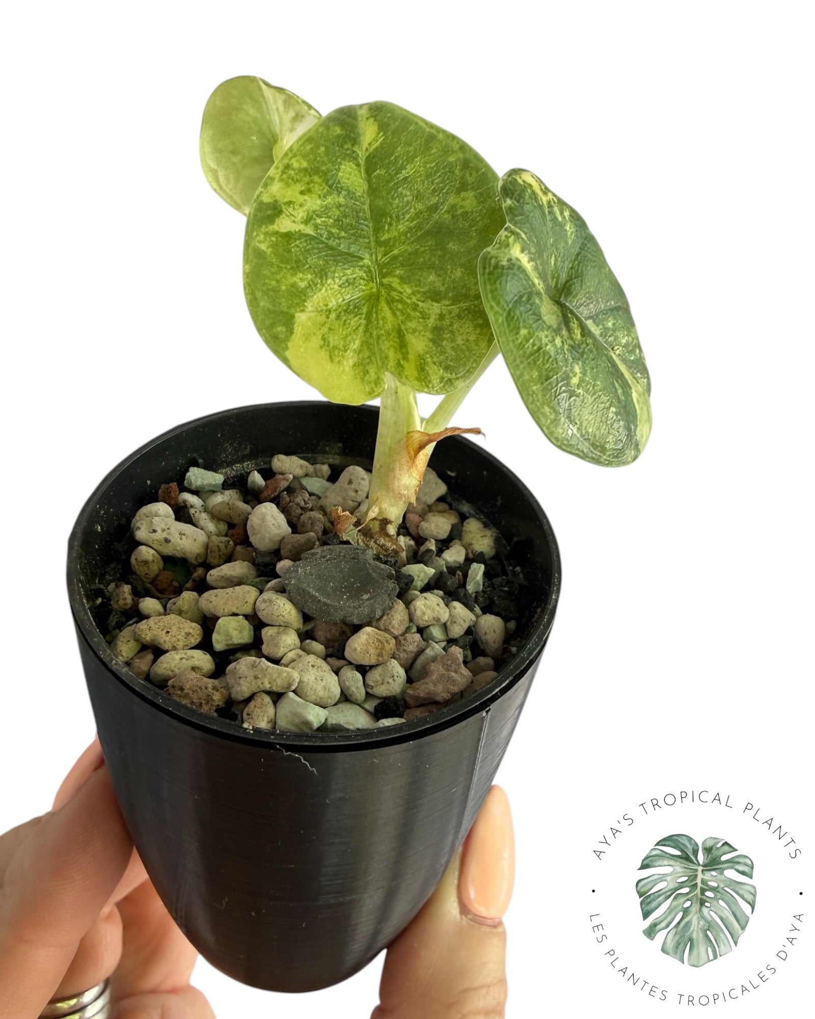 Alocasia Melo Aurea Variegated