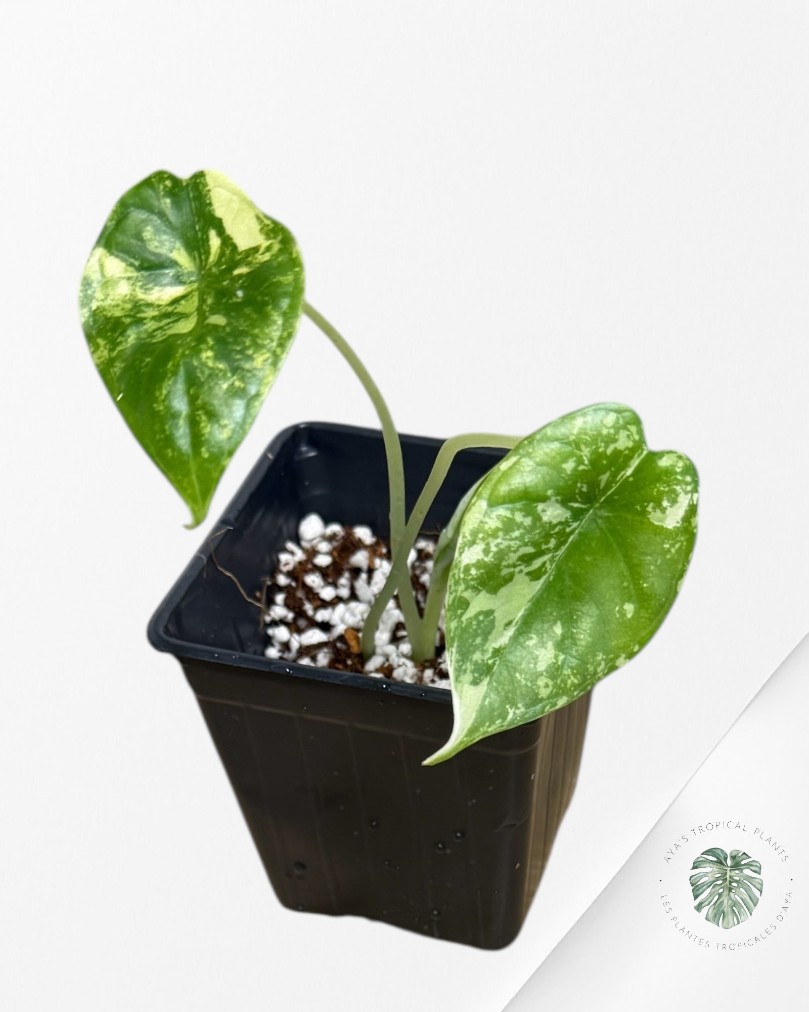 Alocasia Dragon Scale Variegated Aurea -NO