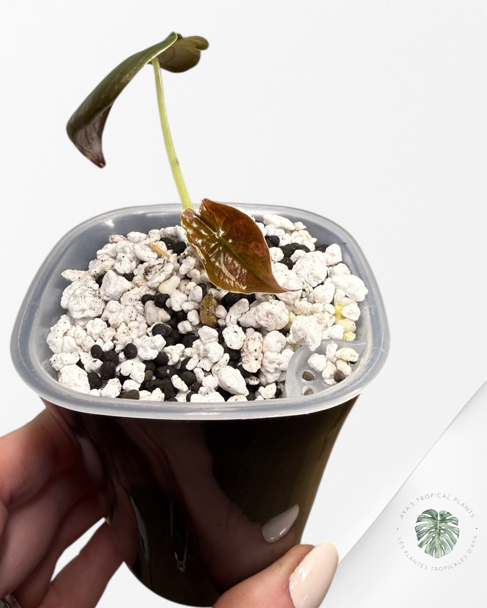 Alocasia Cuprea Golden Latte panaché