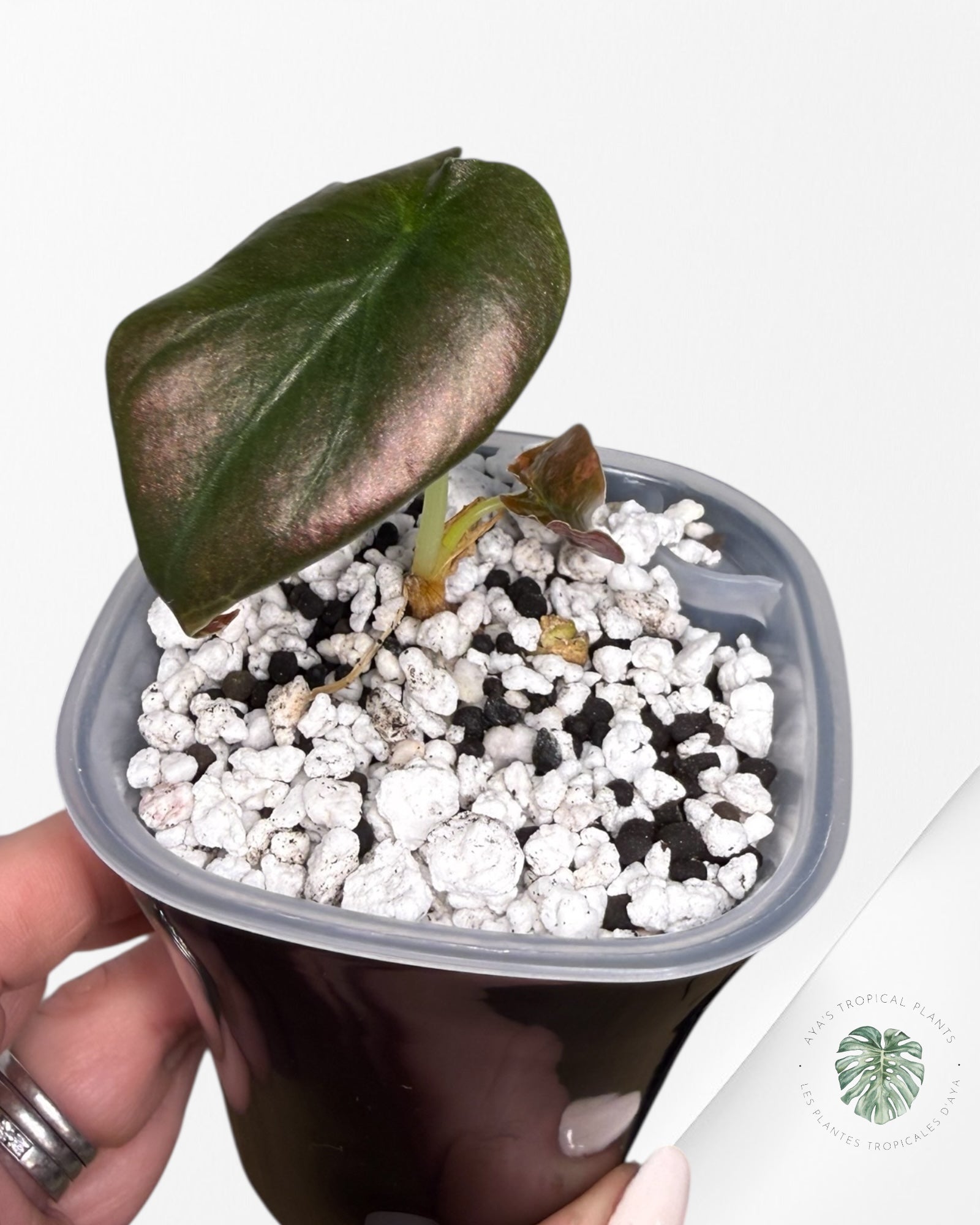 Alocasia Cuprea Golden Latte panaché