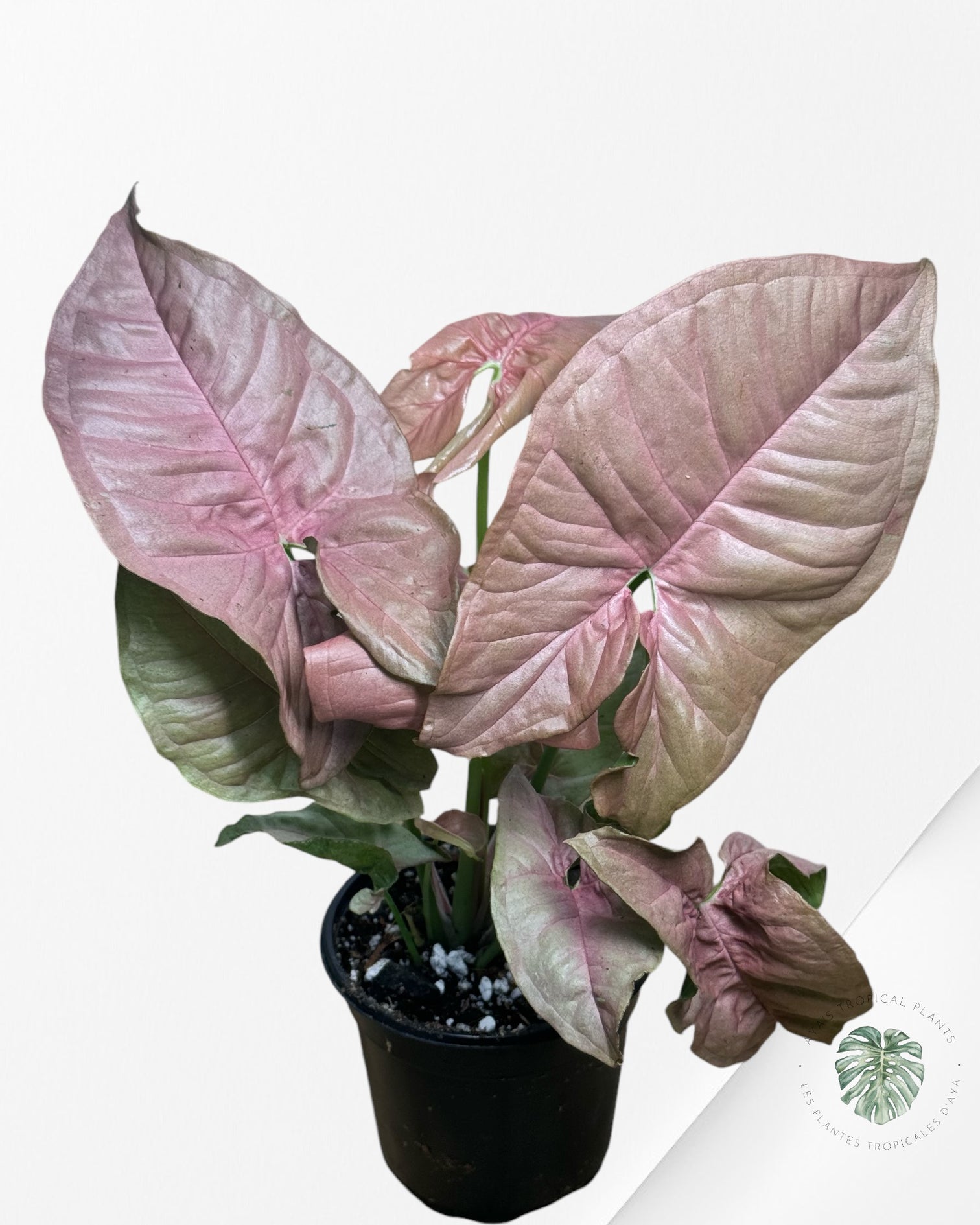 Philodendron Florida Beauty JAF1