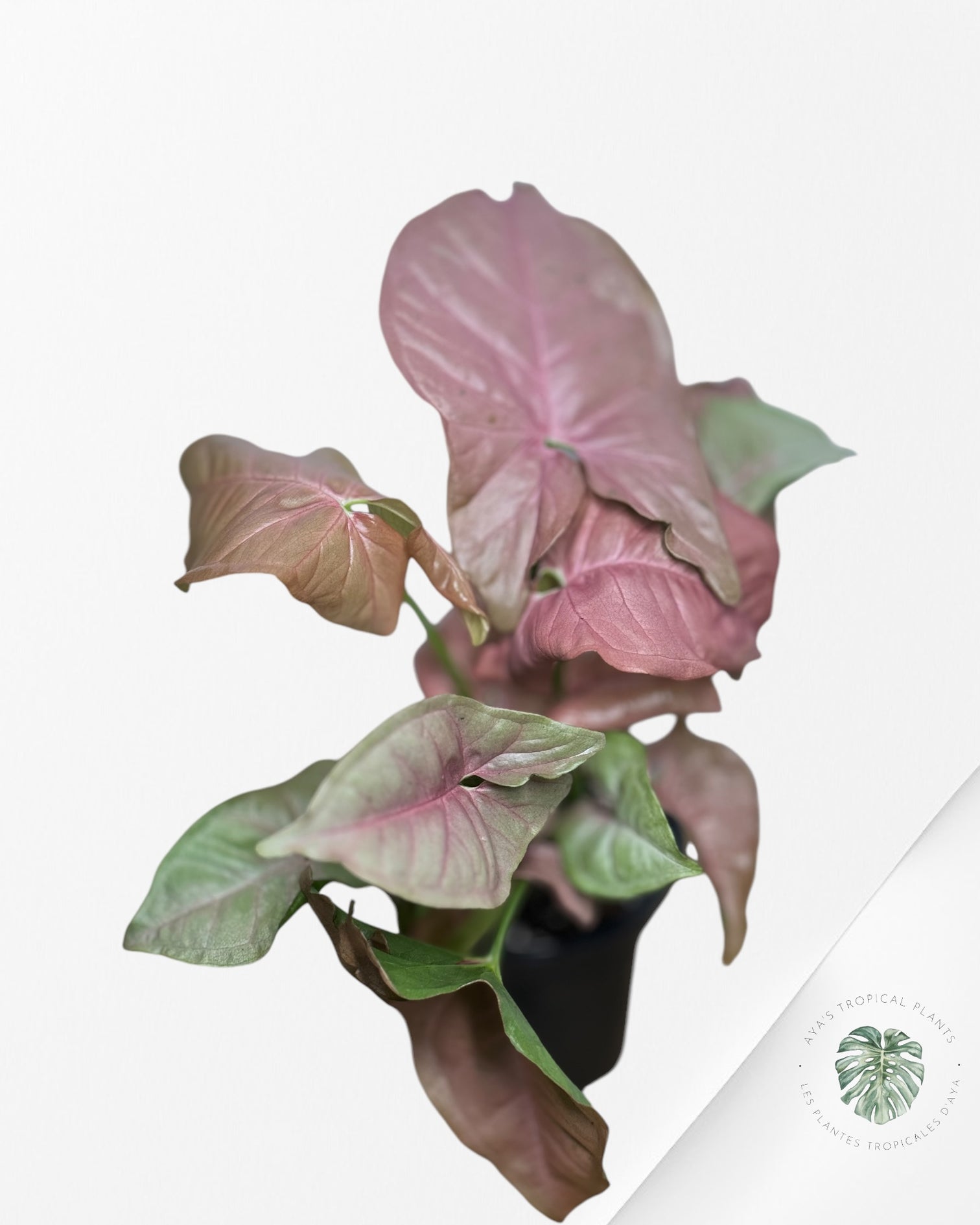 Philodendron Florida Beauty JAF1