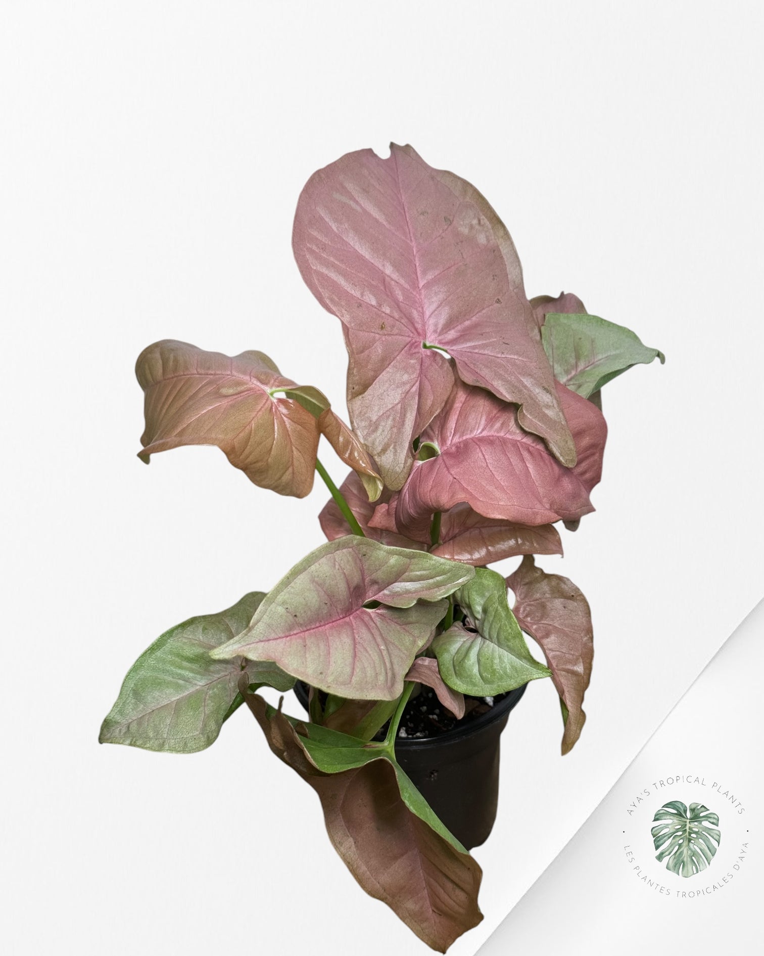 Philodendron Florida Beauty JAF1
