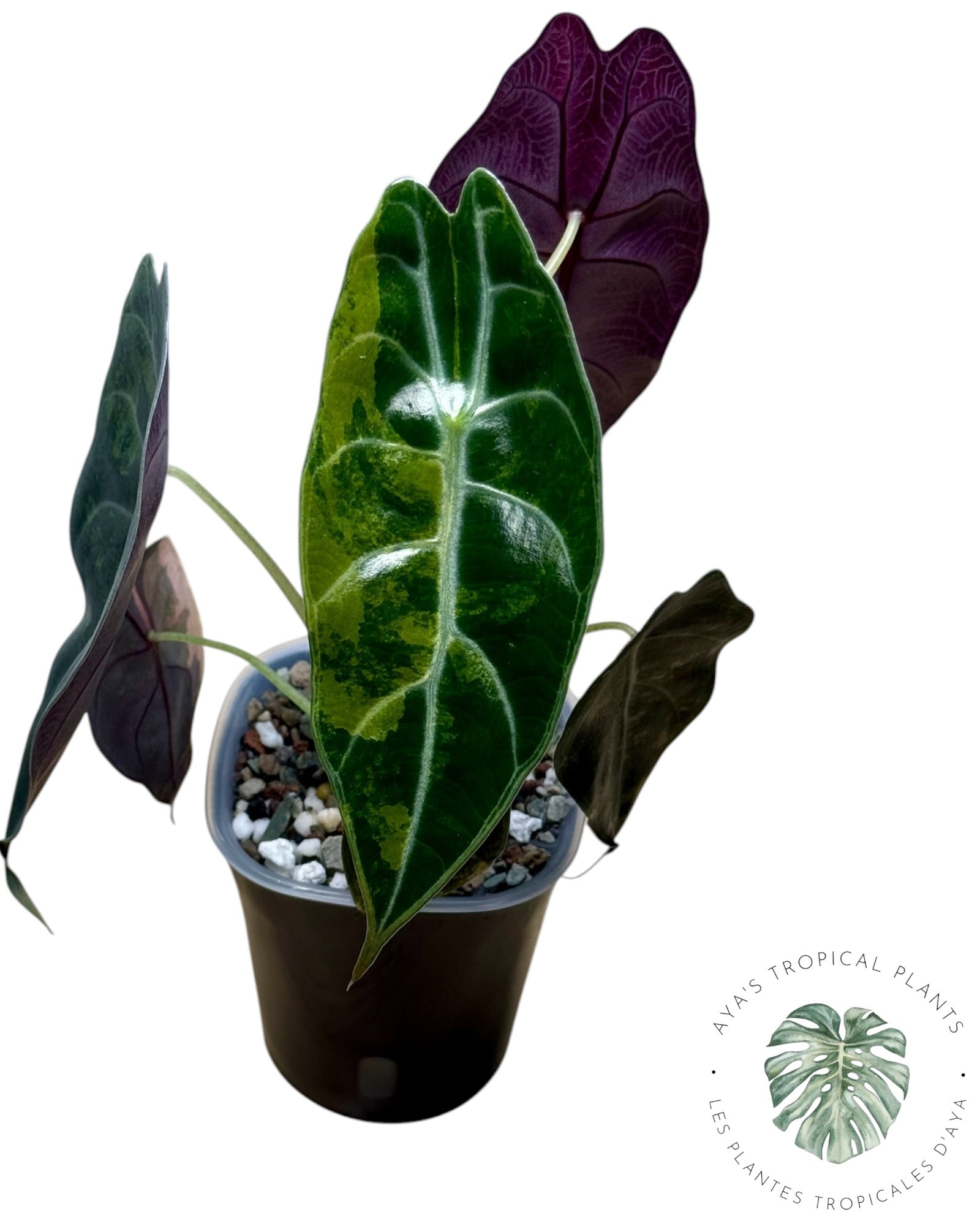 Alocasia Sedenii Aurea Variegated