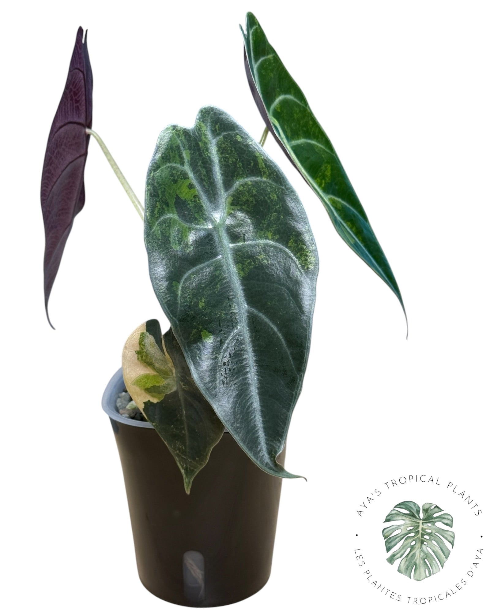 Alocasia Sedenii Aurea Variegated