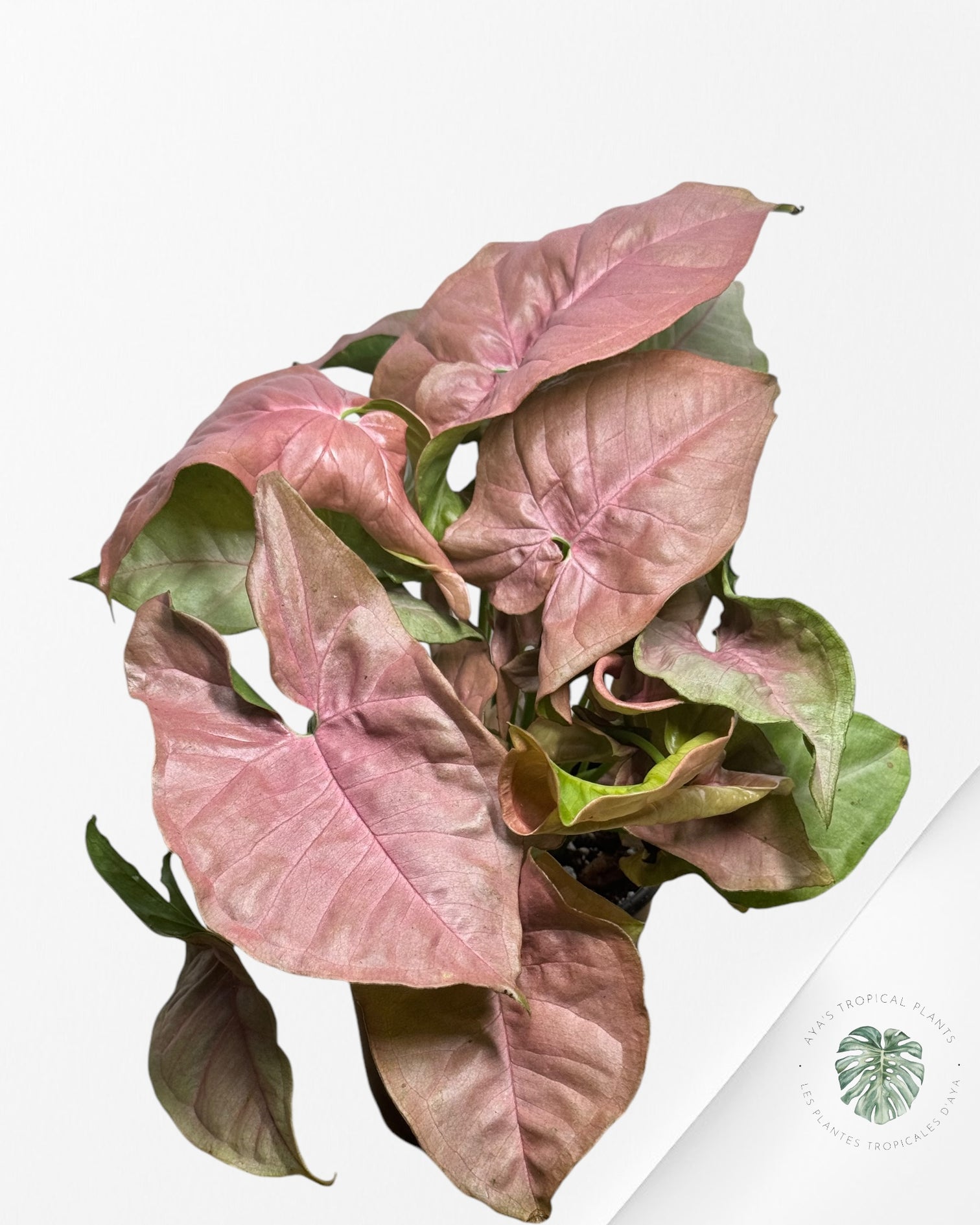 Philodendron Florida Beauty JAF1
