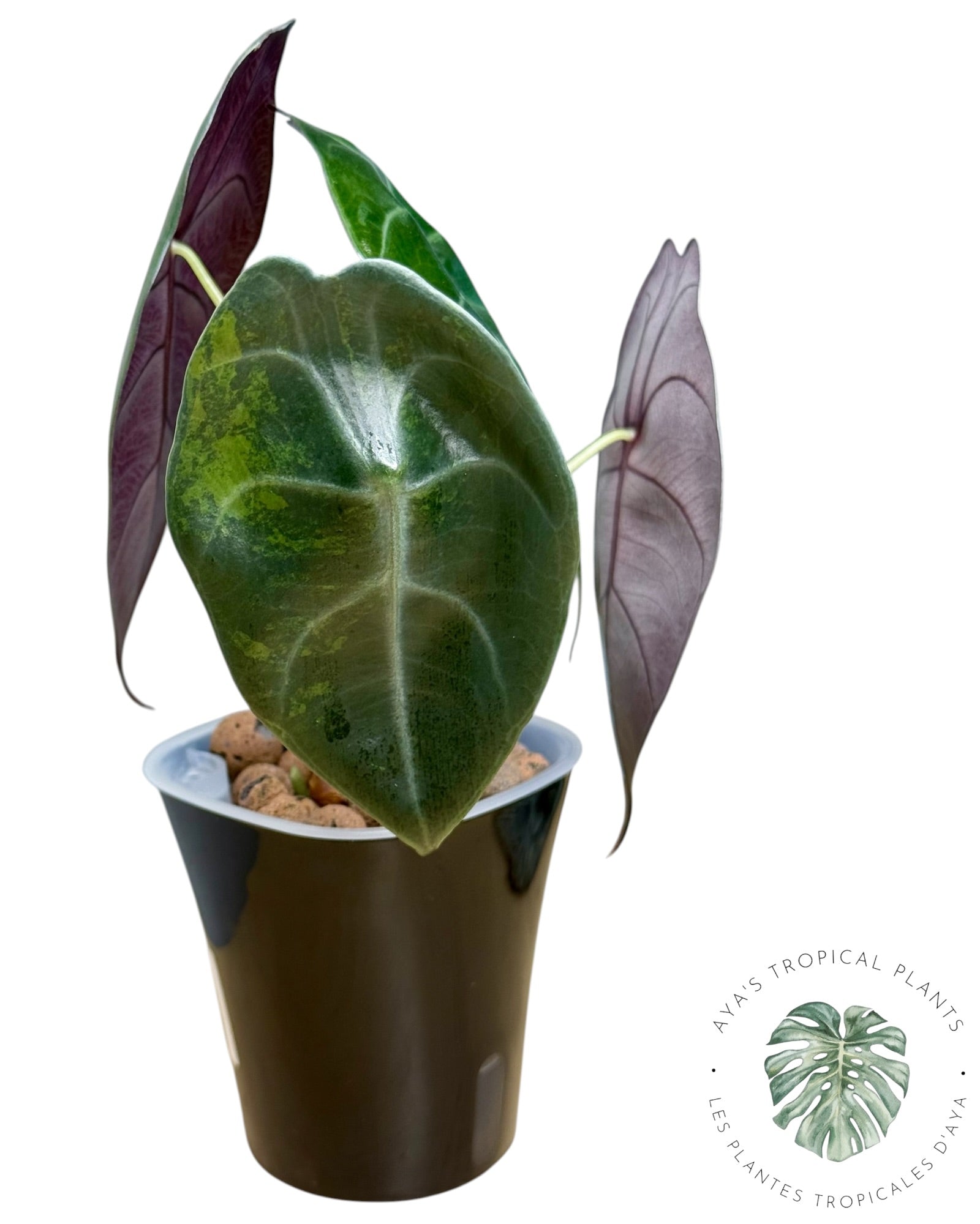 Alocasia suhirmaniana Aurea