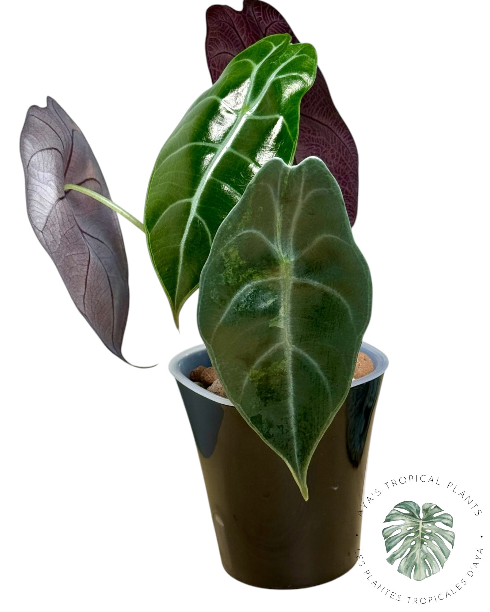 Alocasia suhirmaniana Aurea