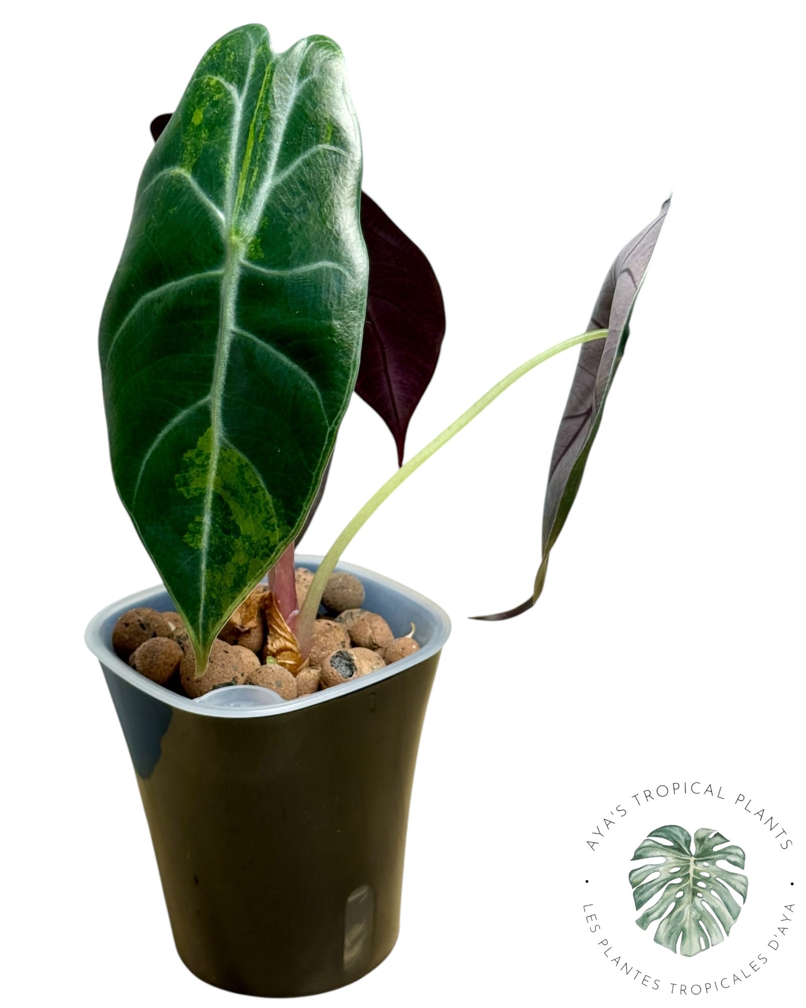 Alocasia suhirmaniana Aurea