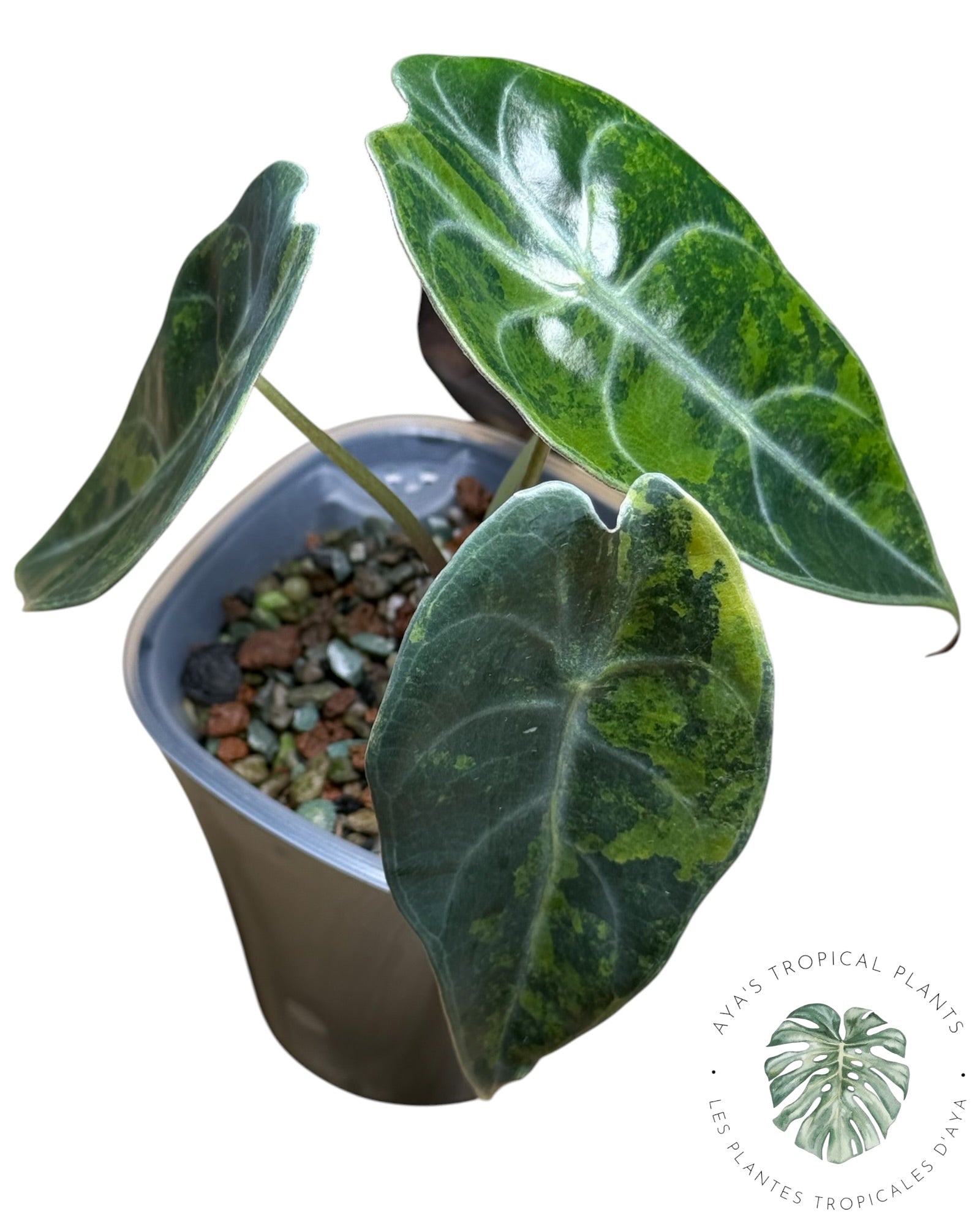 Alocasia Sedenii Aurea panachée