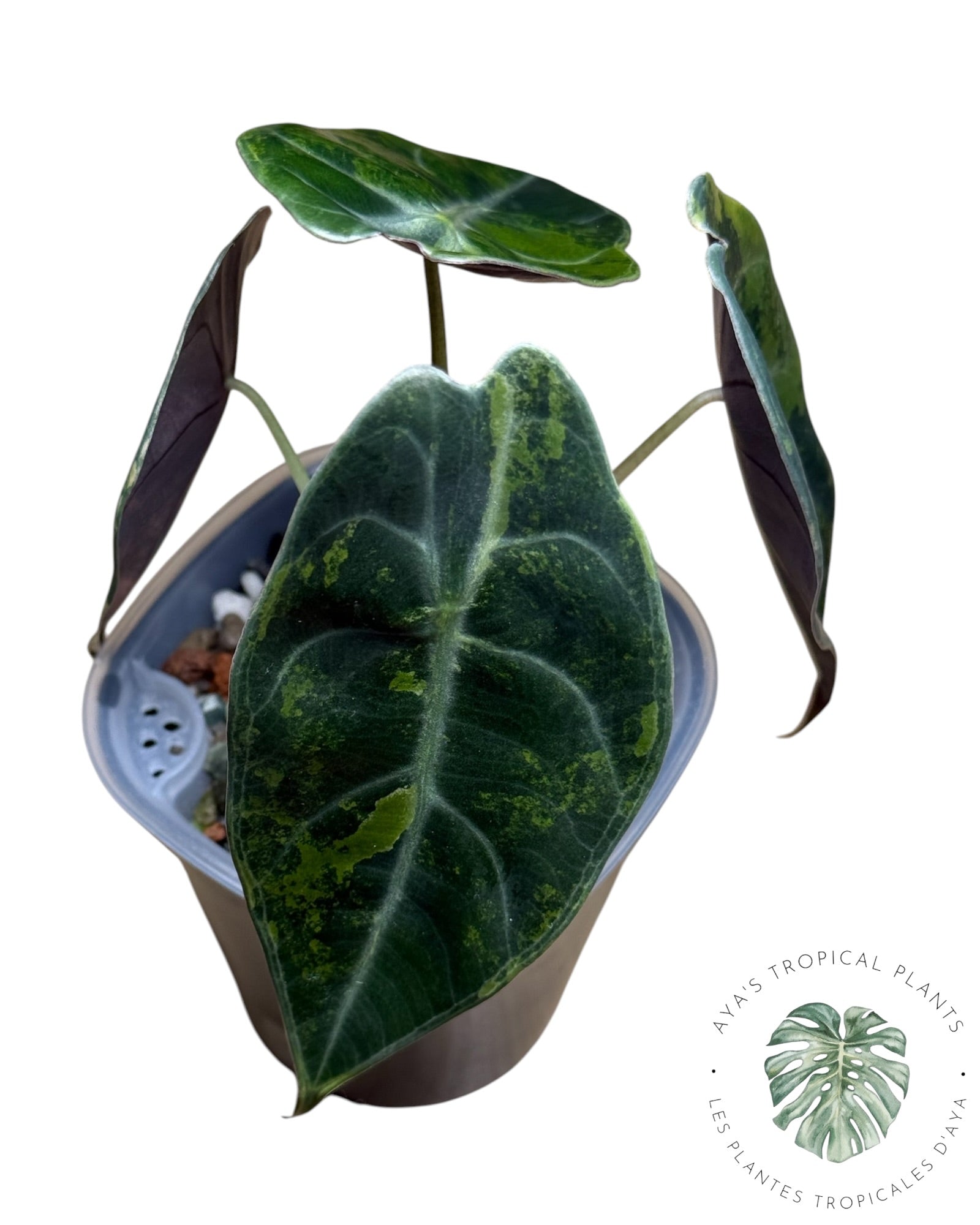 Alocasia Sedenii Aurea panachée