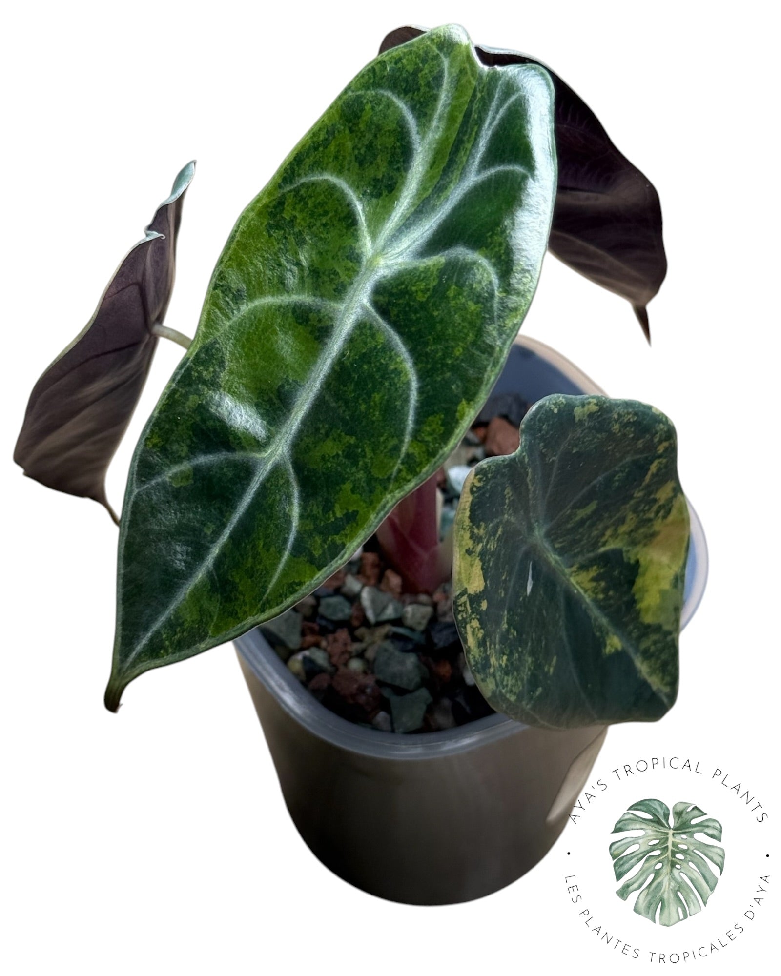 Alocasia Sedenii Aurea panachée