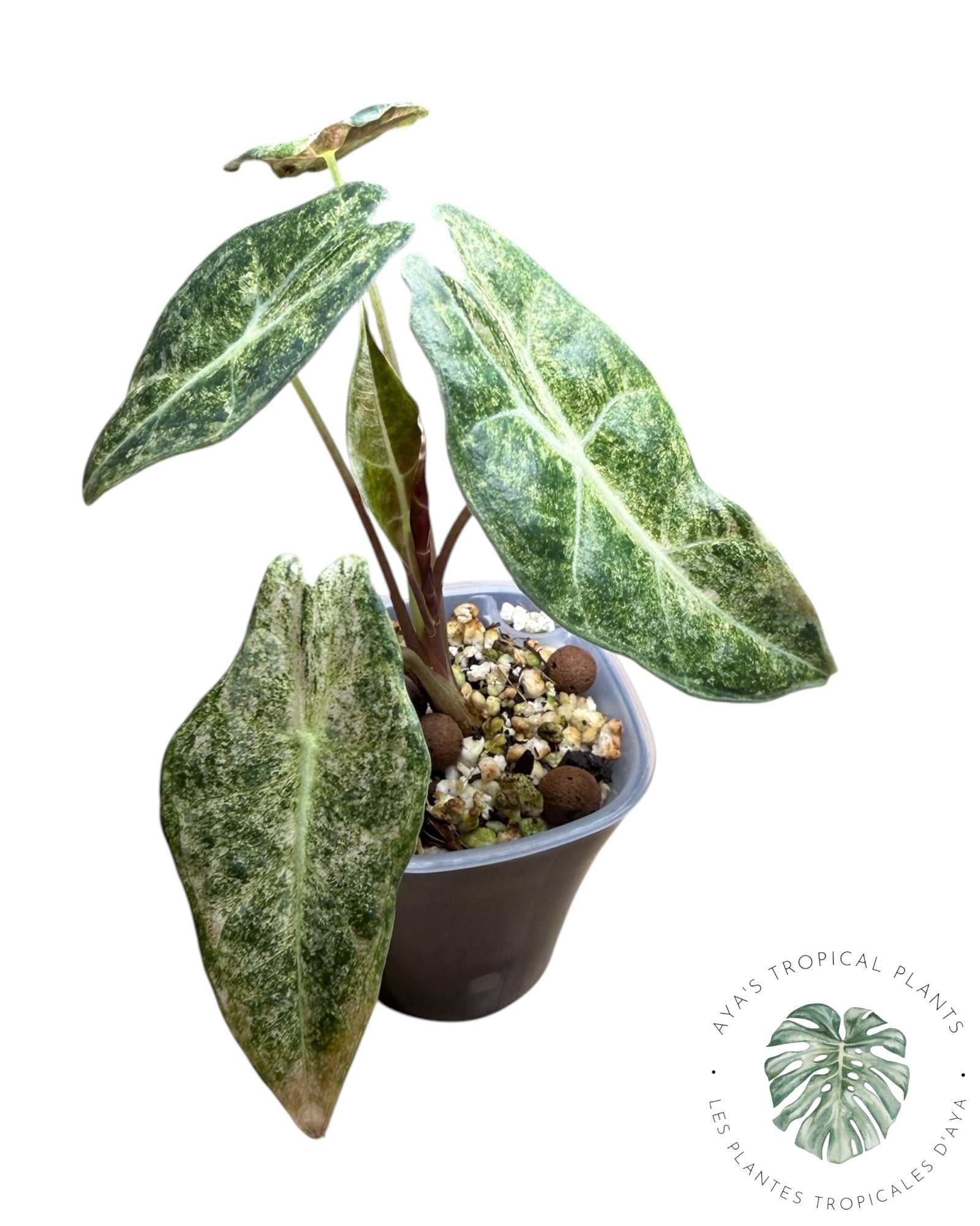 Alocasia Black Satun Pink Stardust Variegated