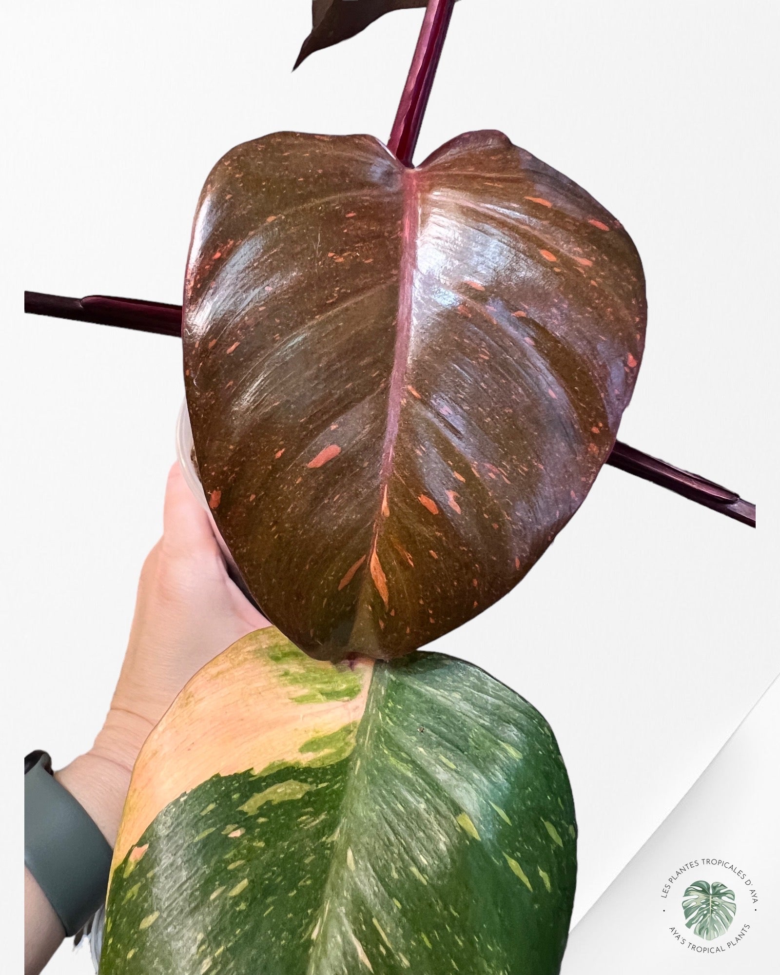 Philodendron 'Orange Princess'