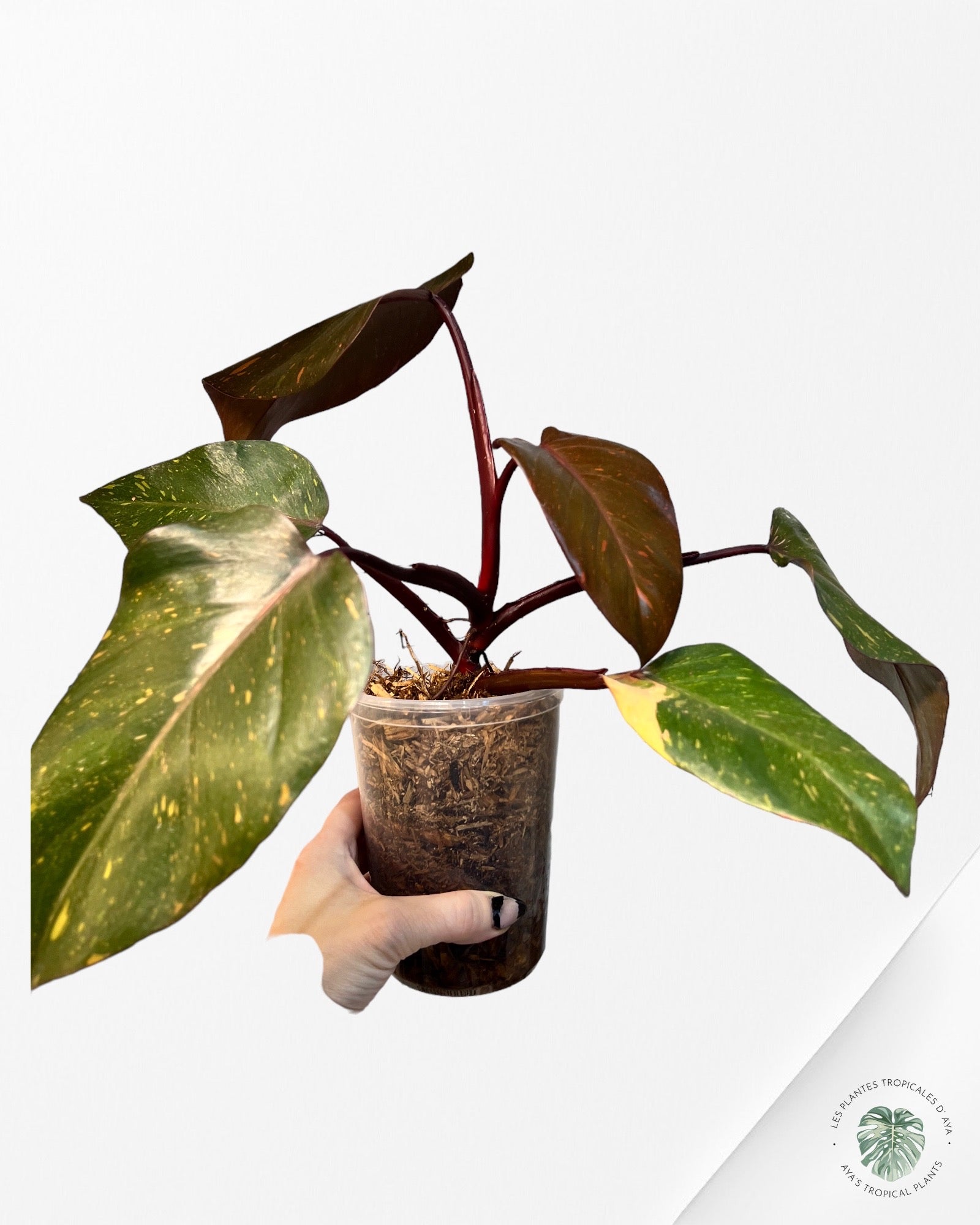 Philodendron 'Orange Princess'
