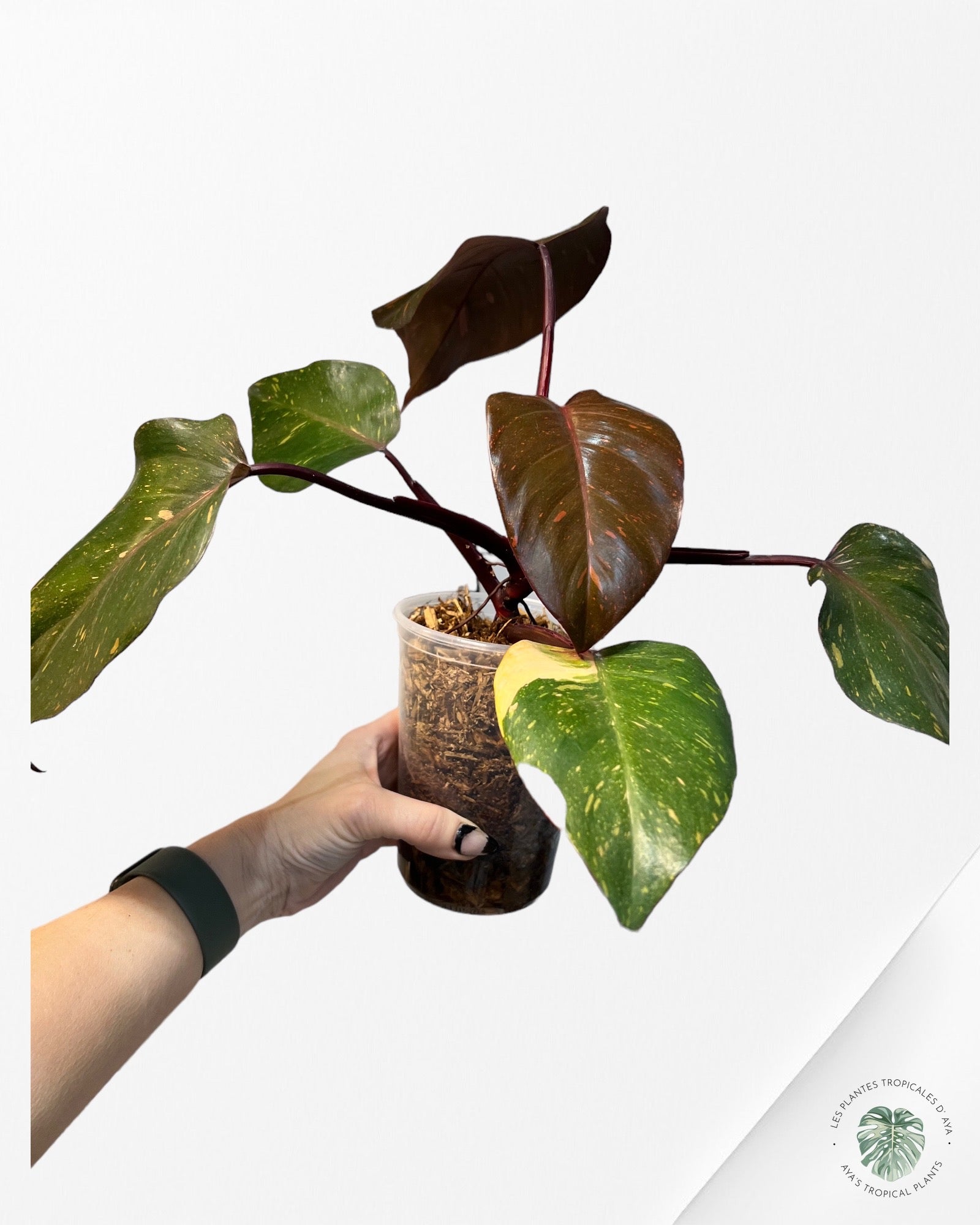 Philodendron 'Orange Princess'