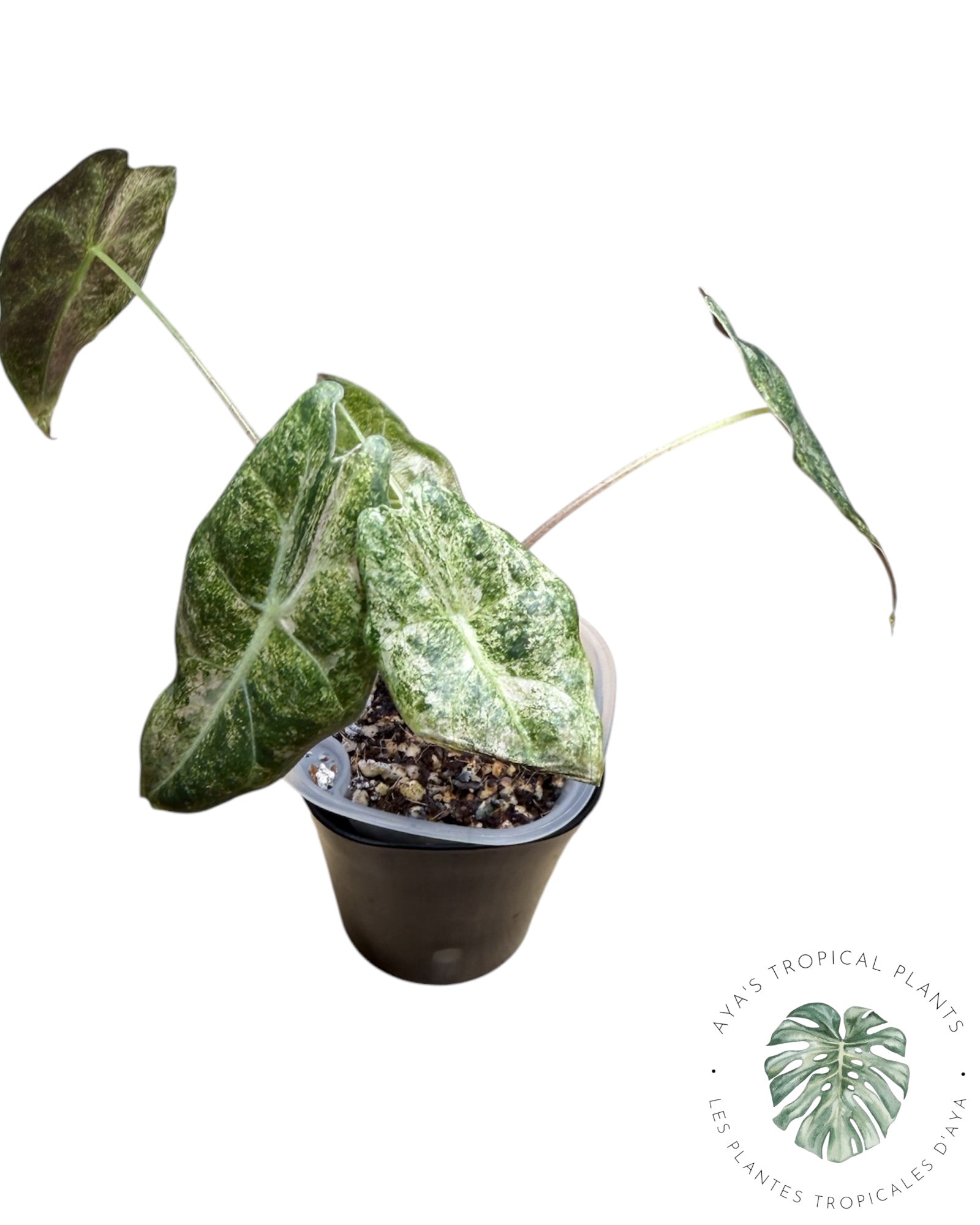 Alocasia Black Satun Pink Stardust Variegated
