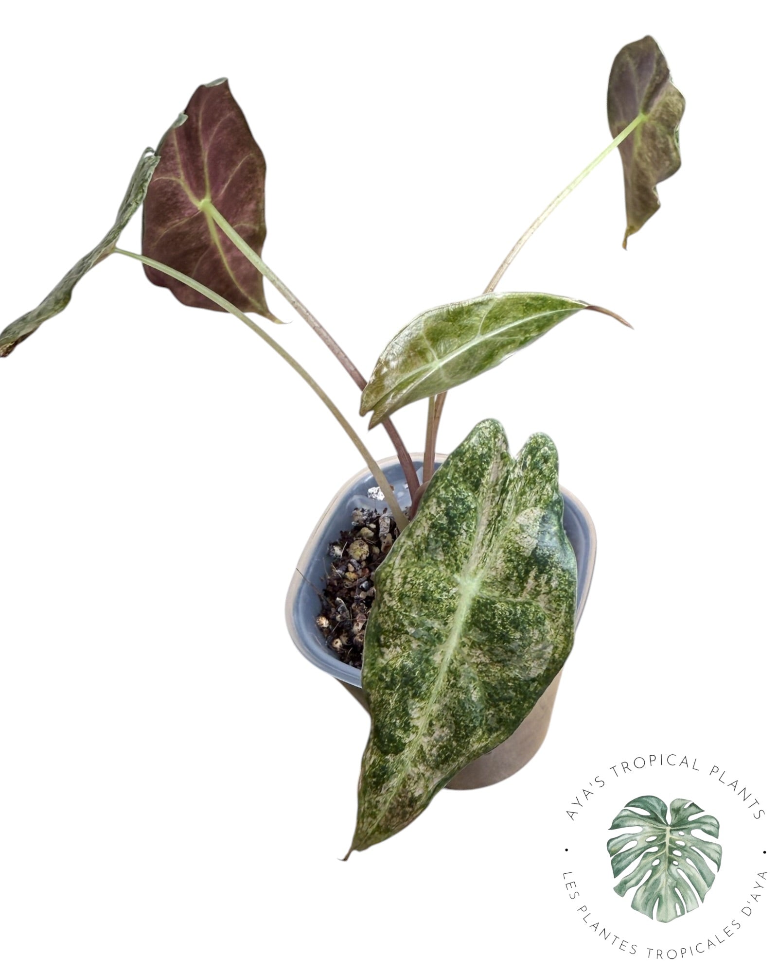 Alocasia Black Satun Pink Stardust Variegated