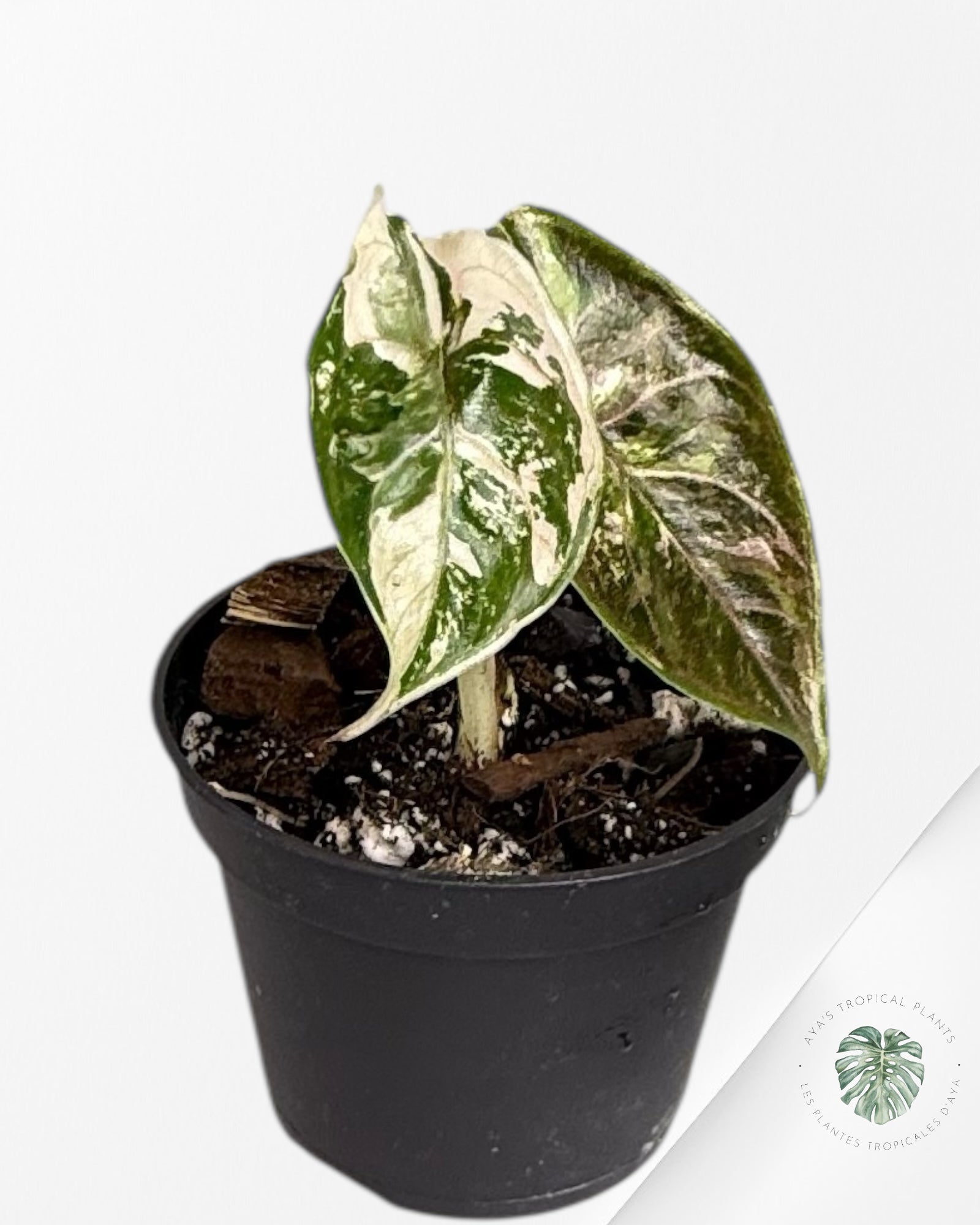 Alocasia Azlanii rose panaché - 02