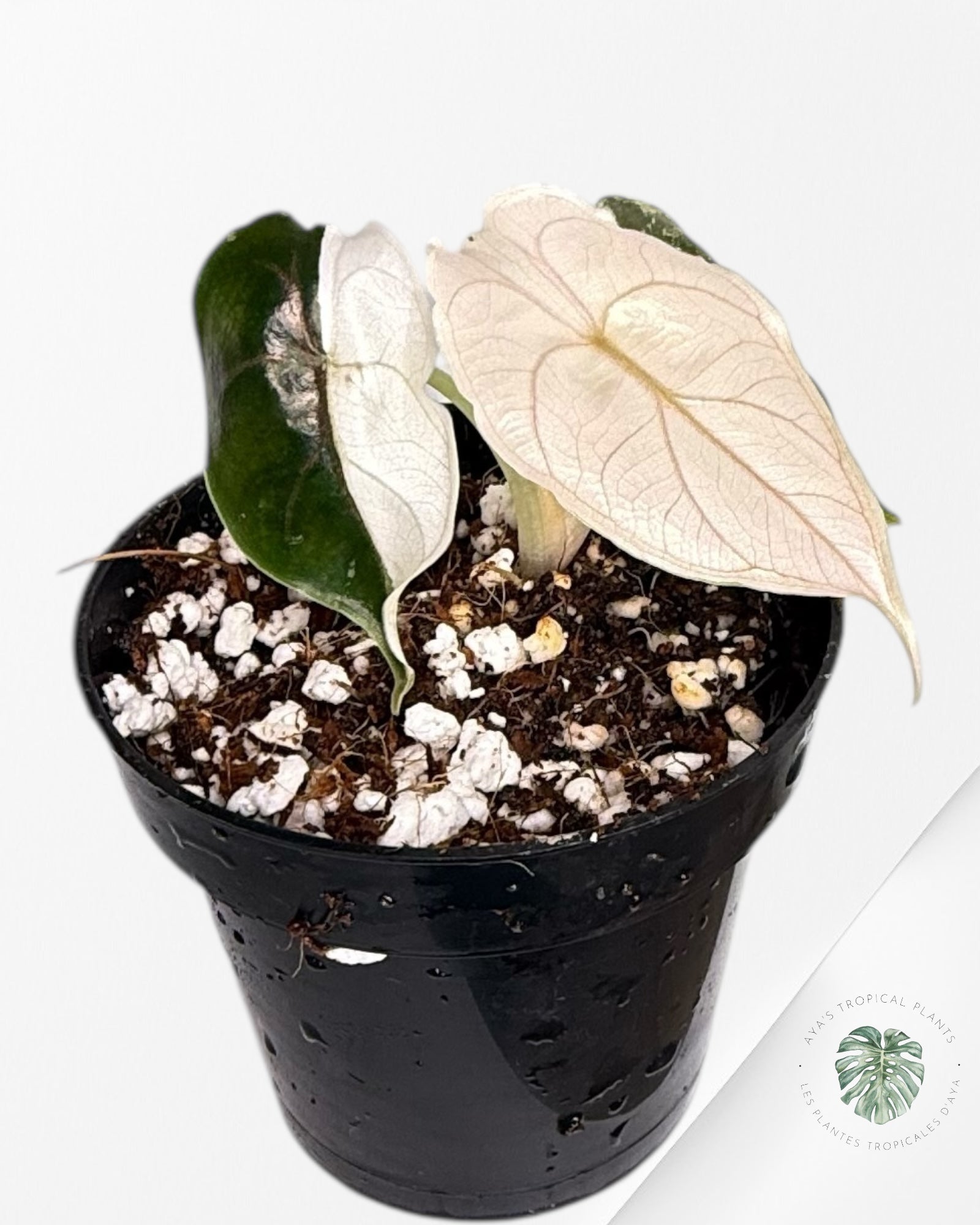 Alocasia Azlanii Pink Variegated - TC20