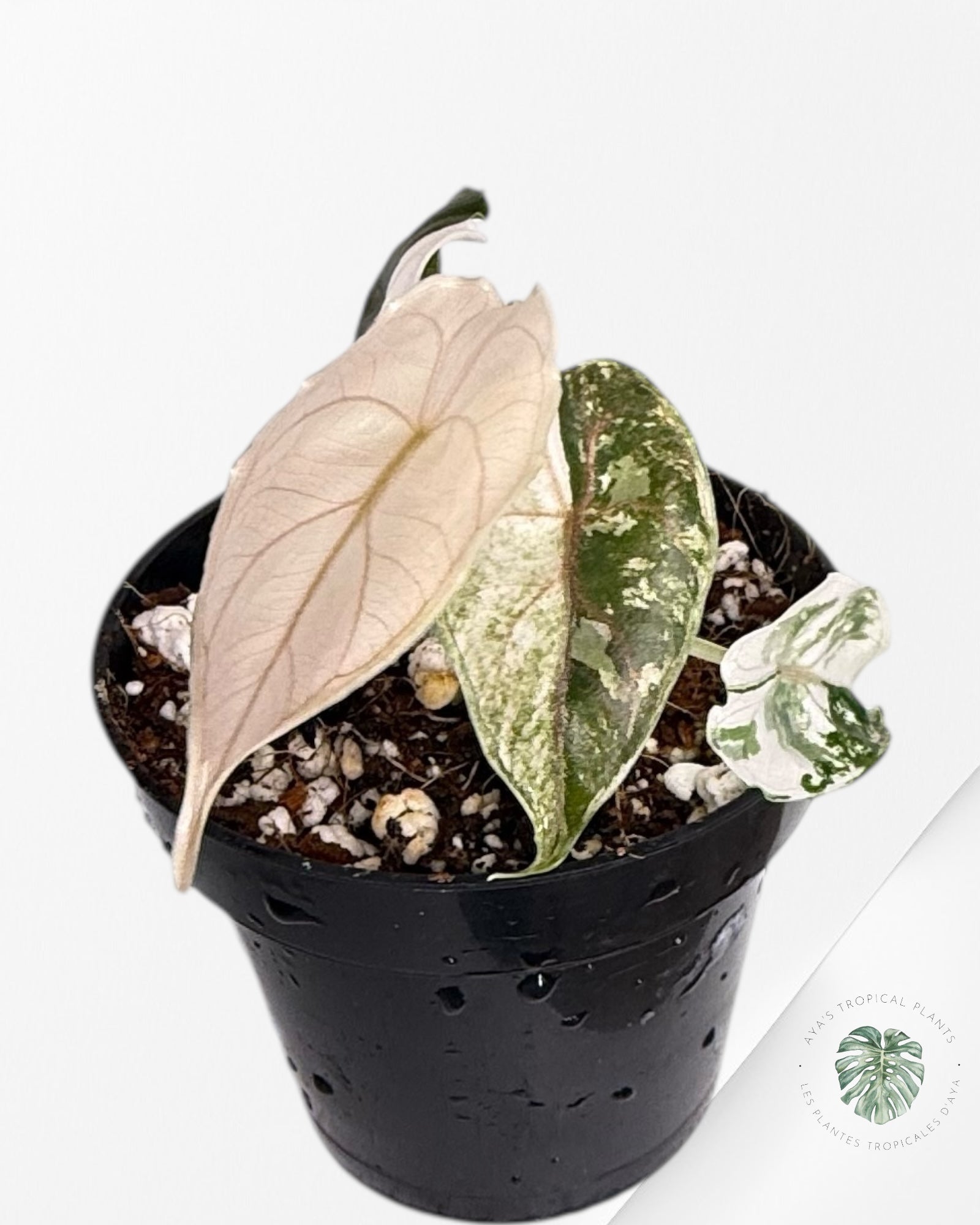 Alocasia Azlanii Pink Variegated - TC20