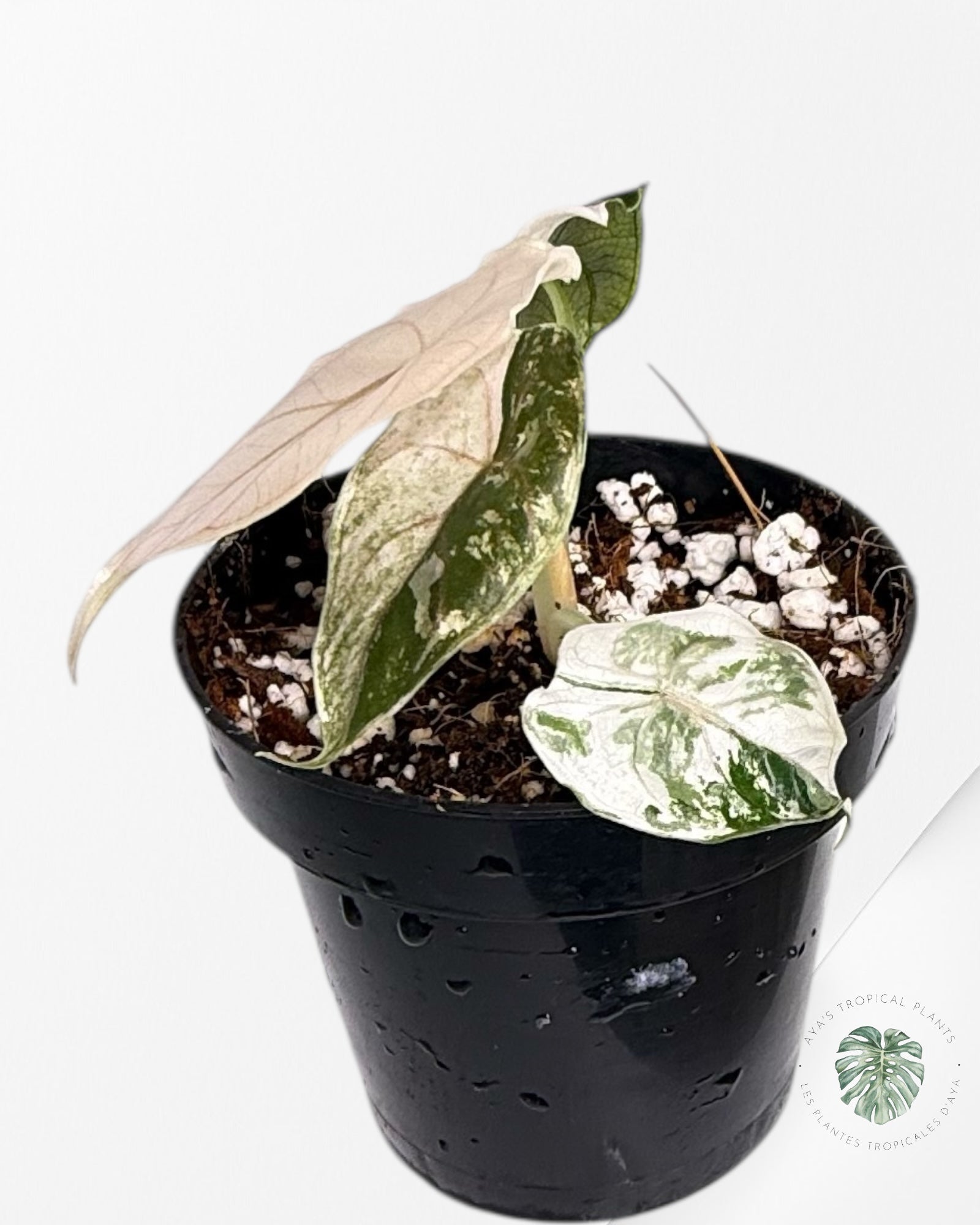 Alocasia Azlanii Pink Variegated - TC20
