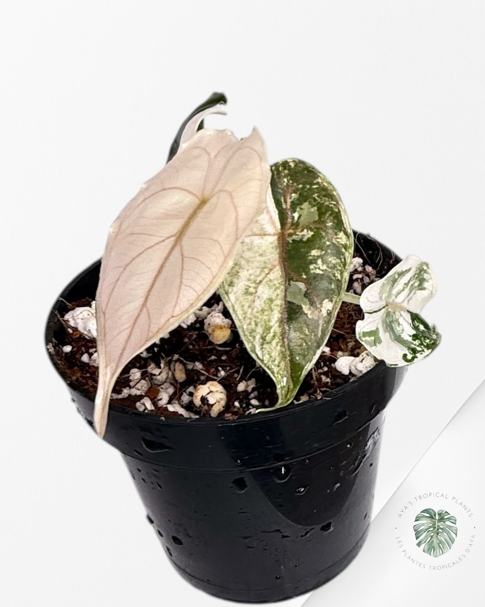 Alocasia Azlanii Pink Variegated - TC20