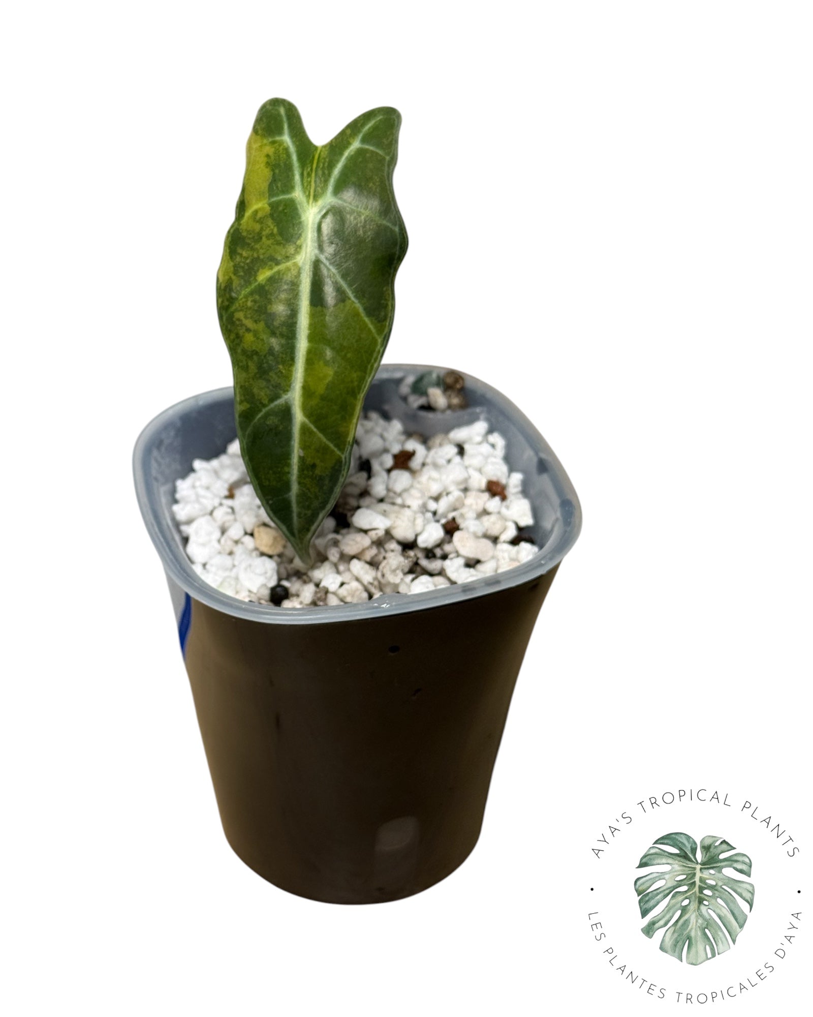 Alocasia Sanderiana 'Bull' Aurea panaché