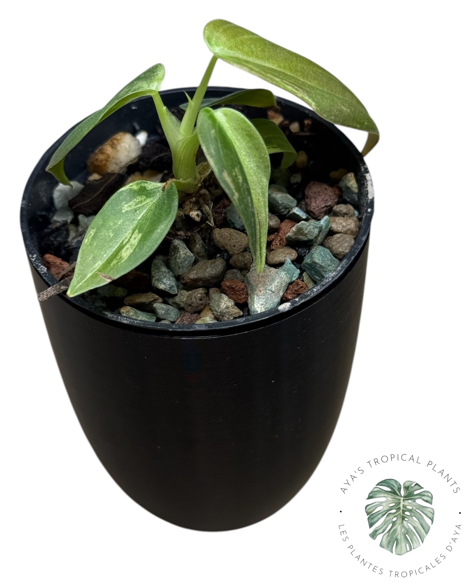 Philodendron Melanochrysum Variegated