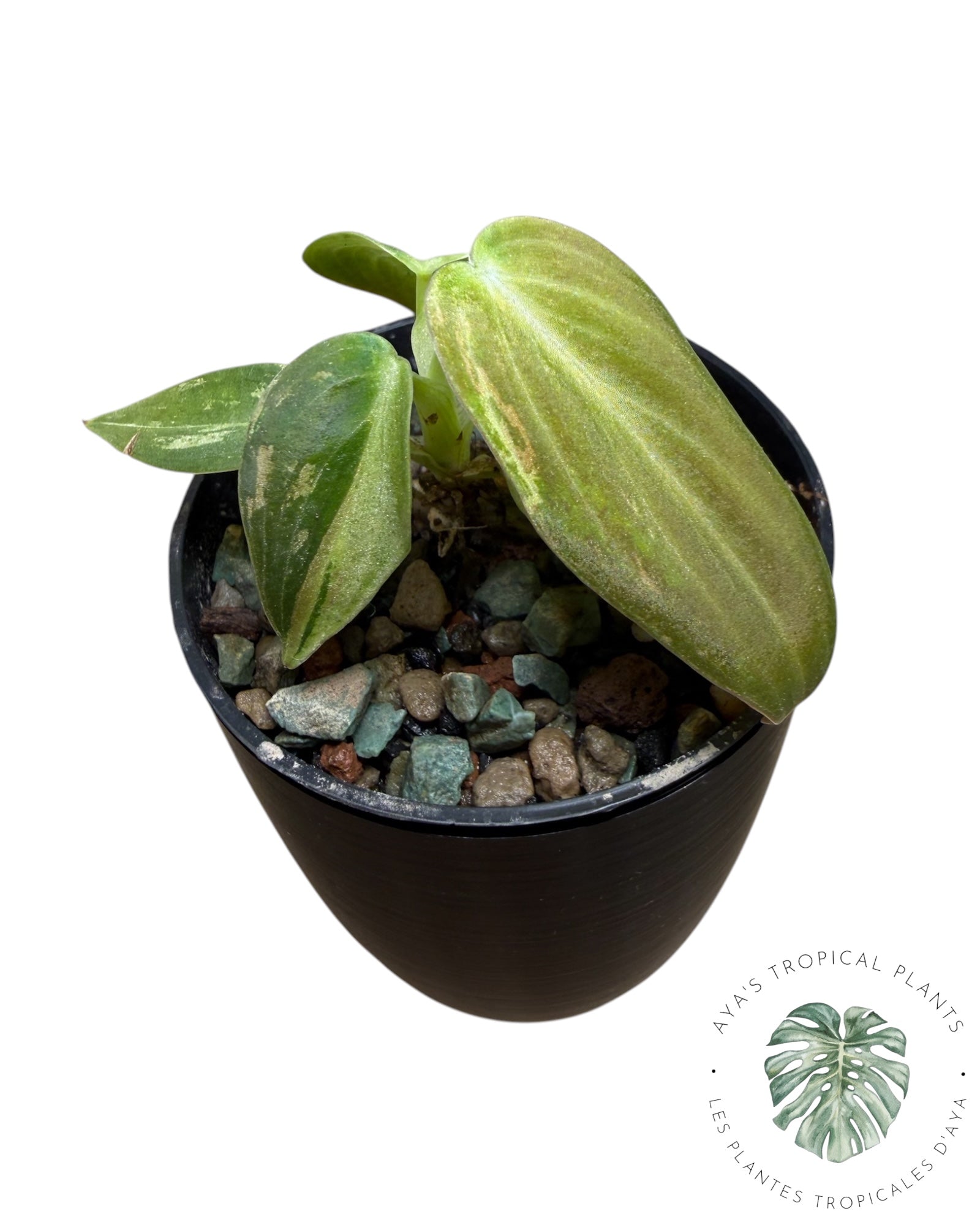 Philodendron Melanochrysum Variegated