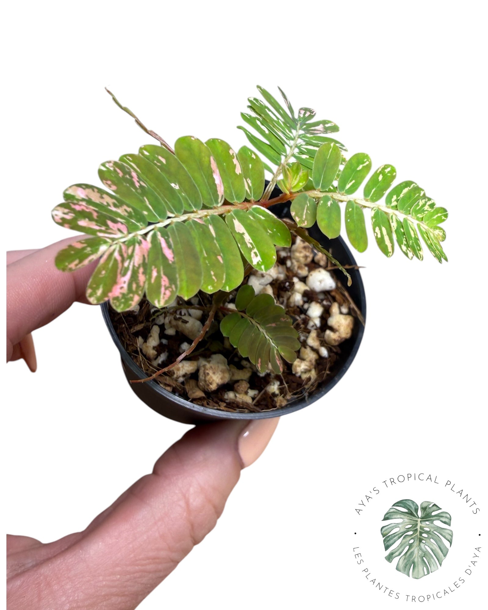 Phyllanthus urinaria 'Pink Variegated
