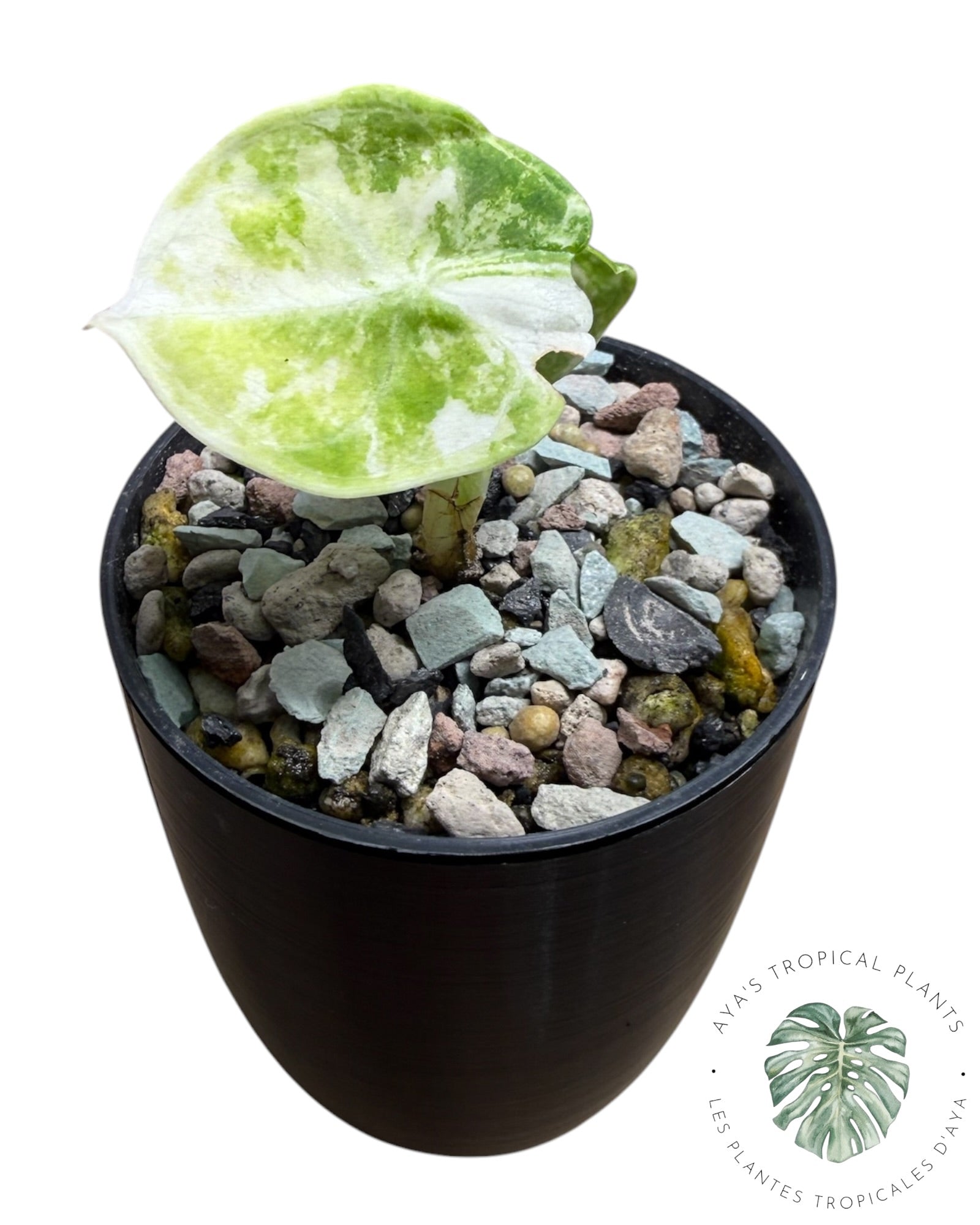 Alocasia Ninja Albo Variegated