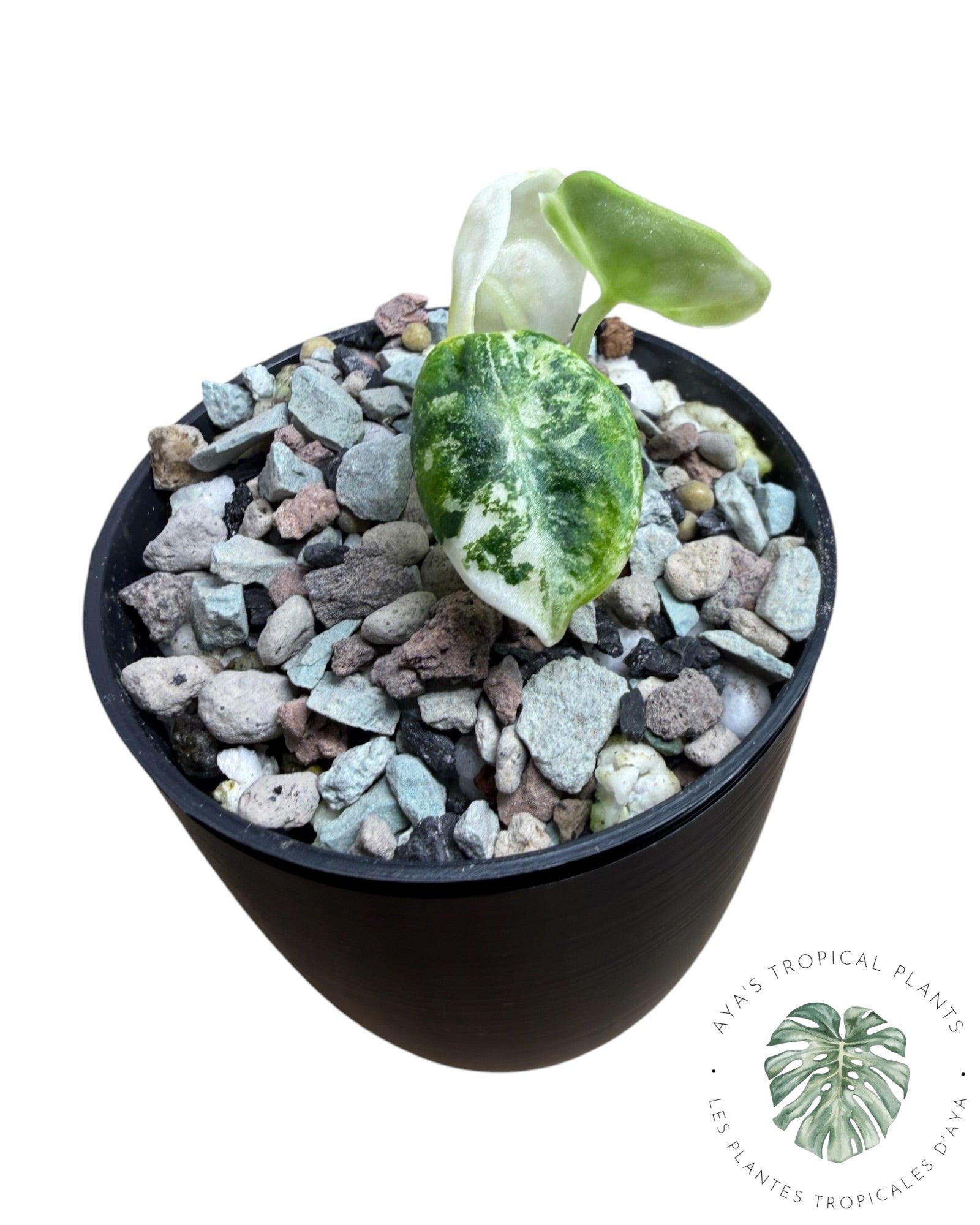 Alocasia Ninja Albo panaché