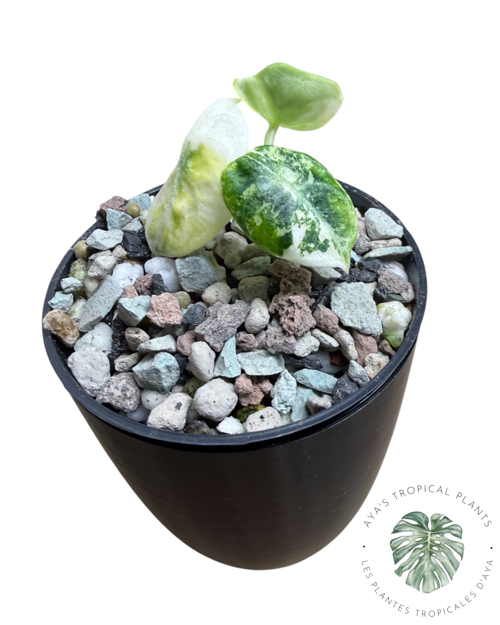 Alocasia Ninja Albo panaché