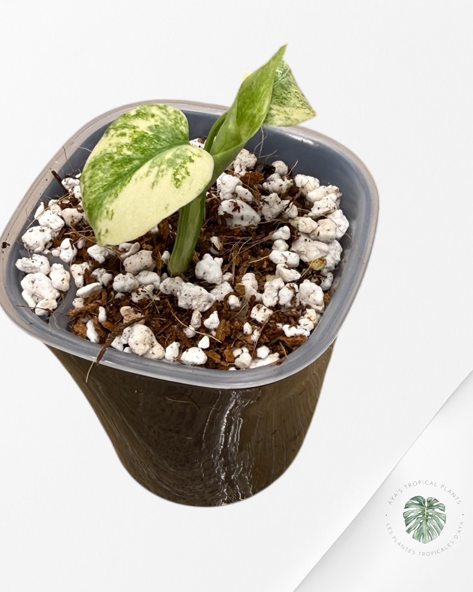 Monstera Deliciosa 'Legacy'