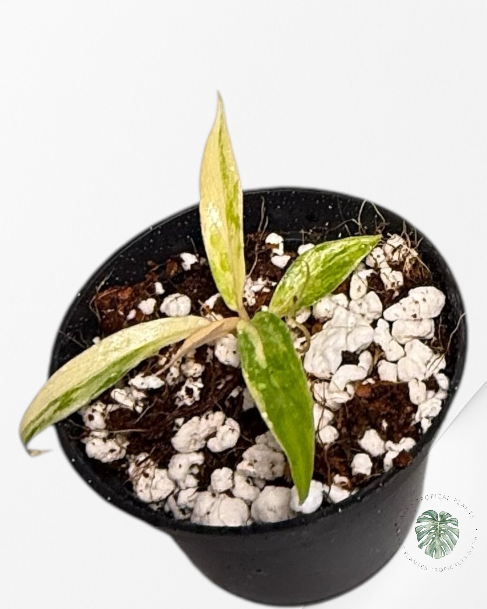 Philodendron Tortum Variegated - TC3
