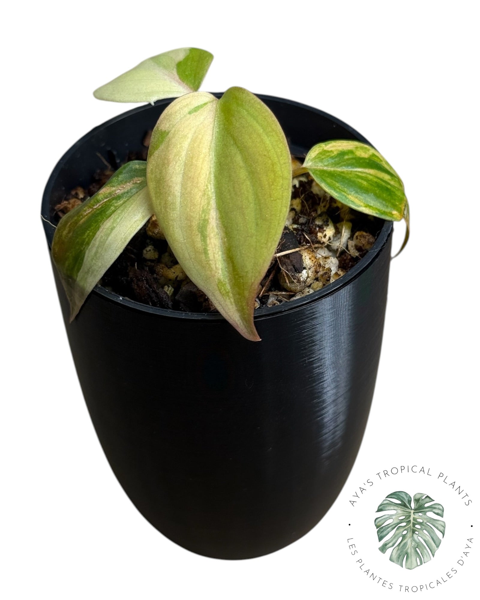 Philodendron Micans Variegated ( Grade A)