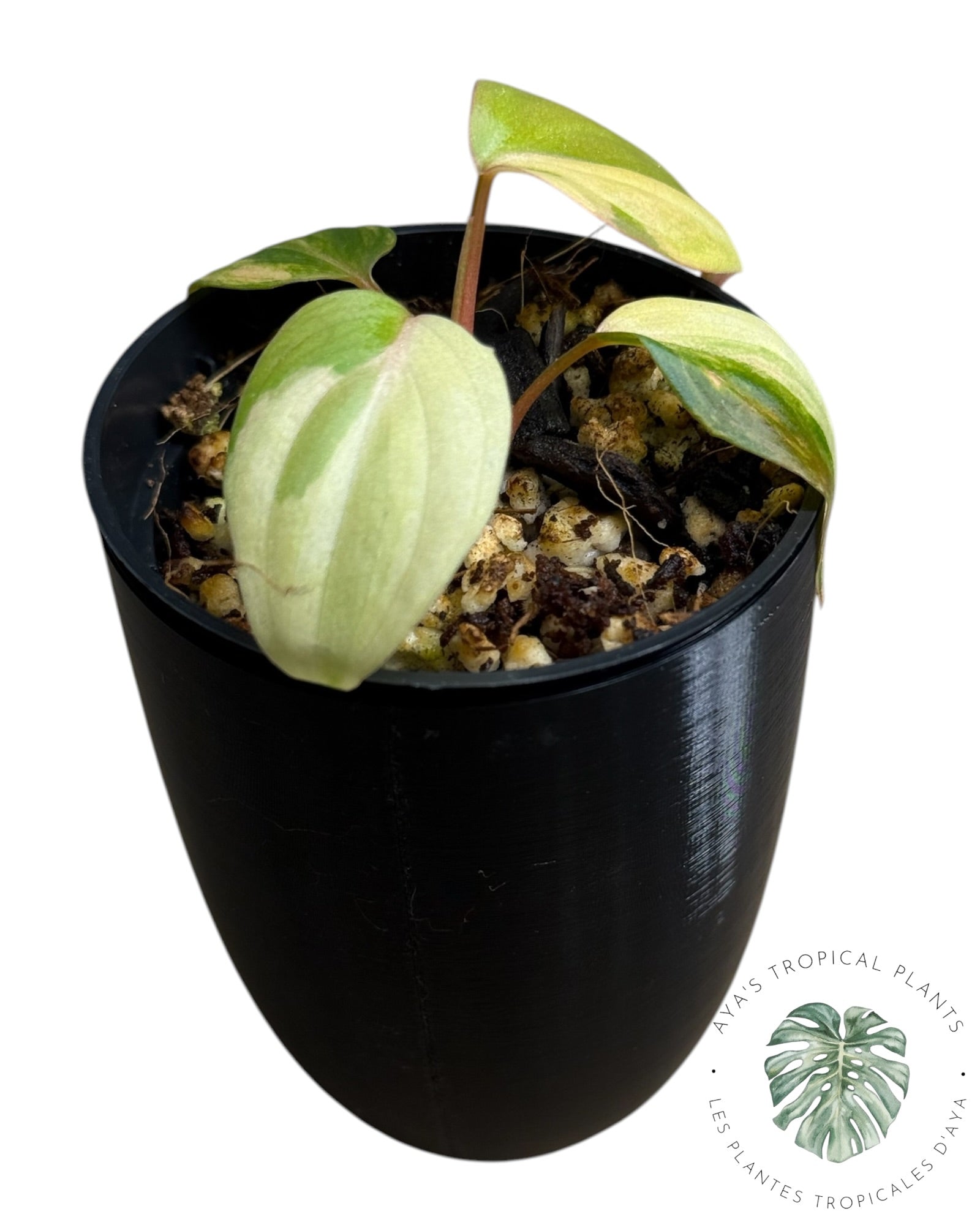 Philodendron Micans Variegated ( Grade A)