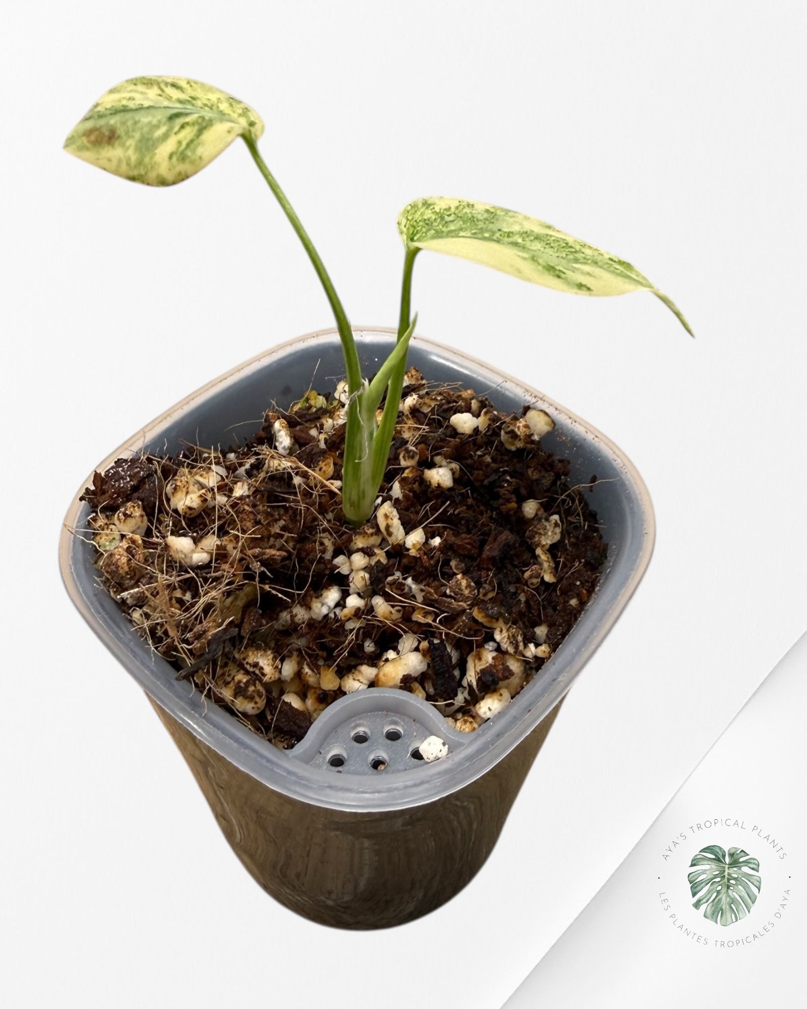 Monstera Deliciosa 'Legacy'