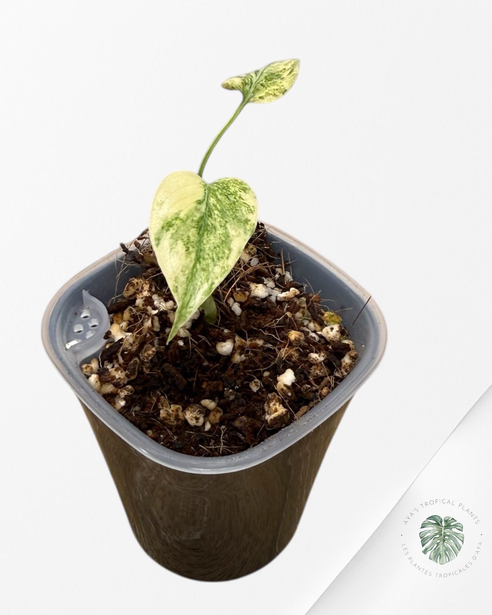 Monstera Deliciosa 'Legacy'