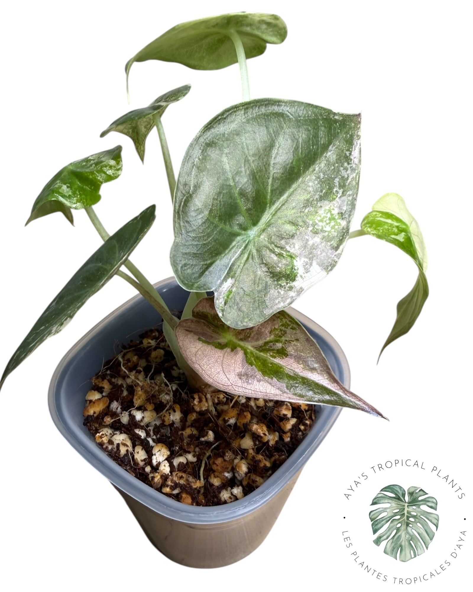 Alocasia Wentii Albo rose panaché