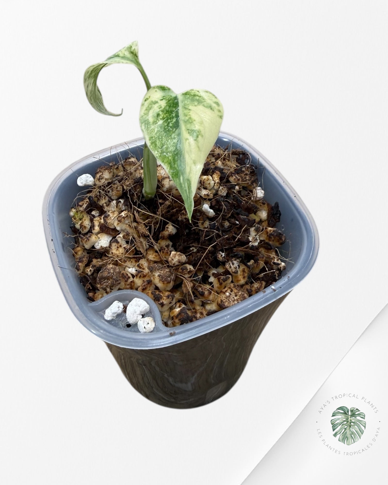 Monstera Deliciosa 'Legacy'