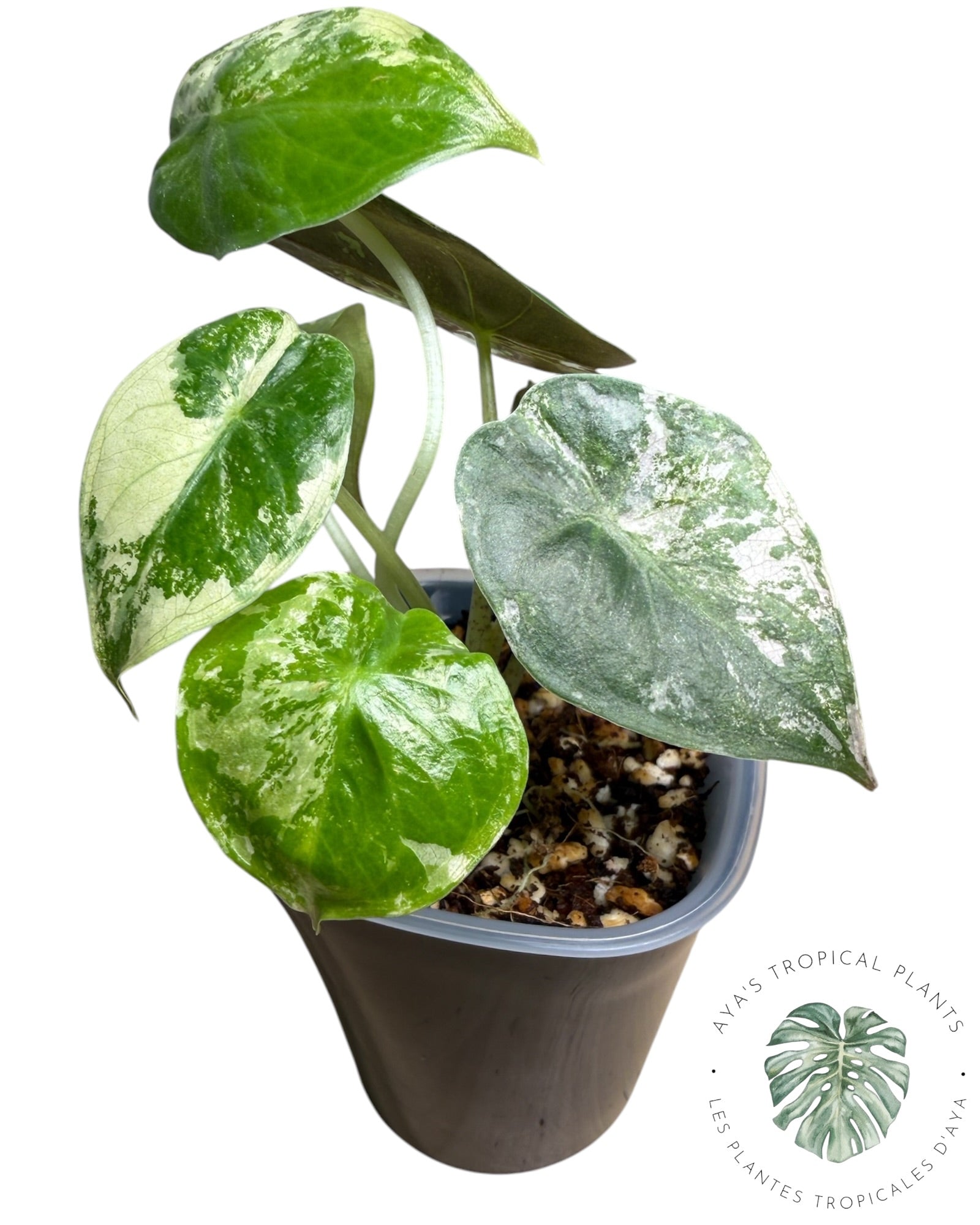 Alocasia Wentii Albo rose panaché