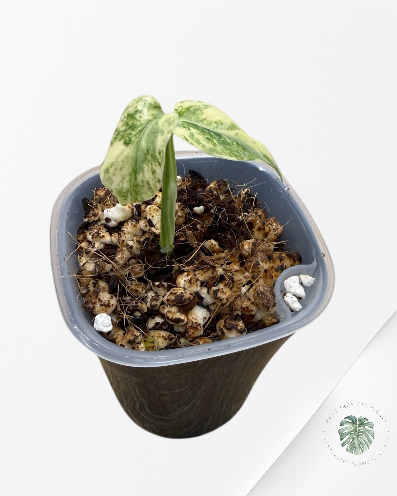 Monstera Deliciosa 'Legacy'