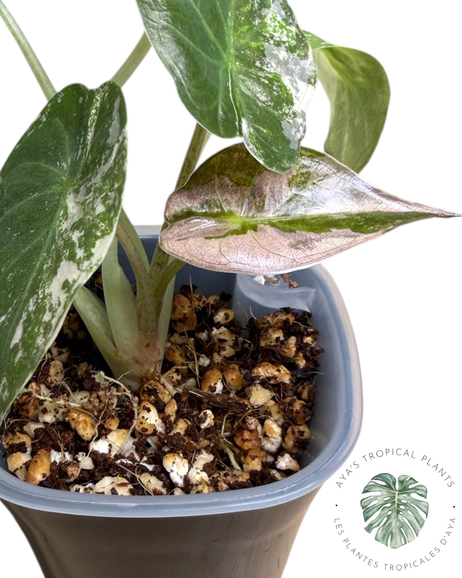 Alocasia Wentii Albo rose panaché