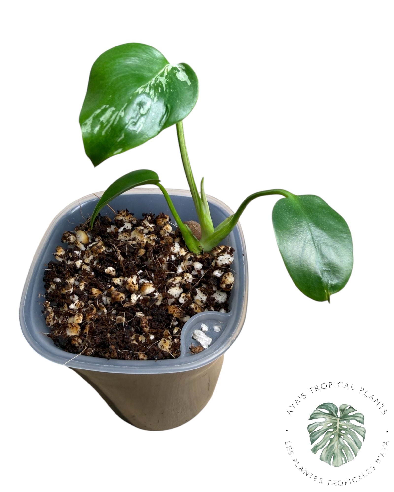 Monstera Deliciosa Bulbasaur