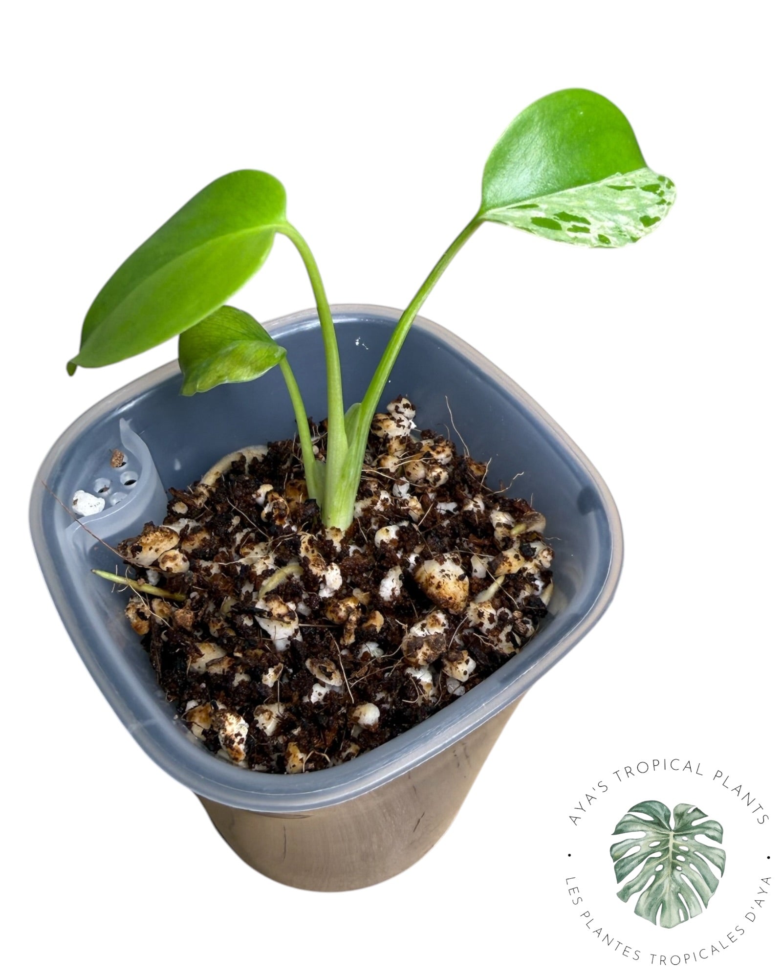 Monstera Deliciosa Bulbasaur