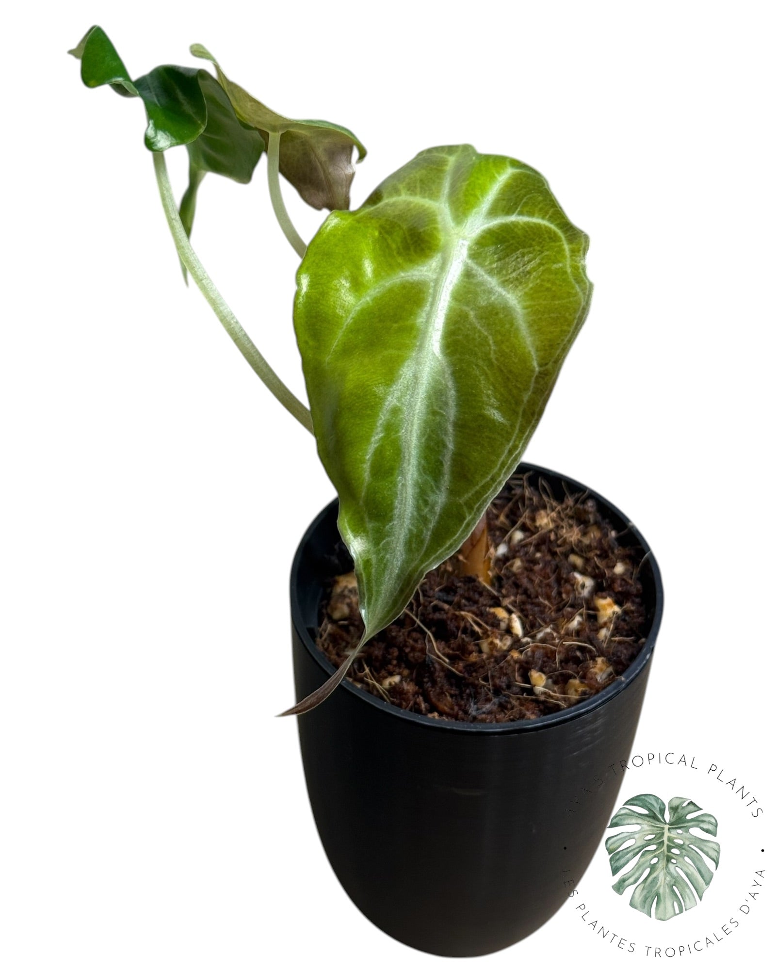 Alocasia Venom
