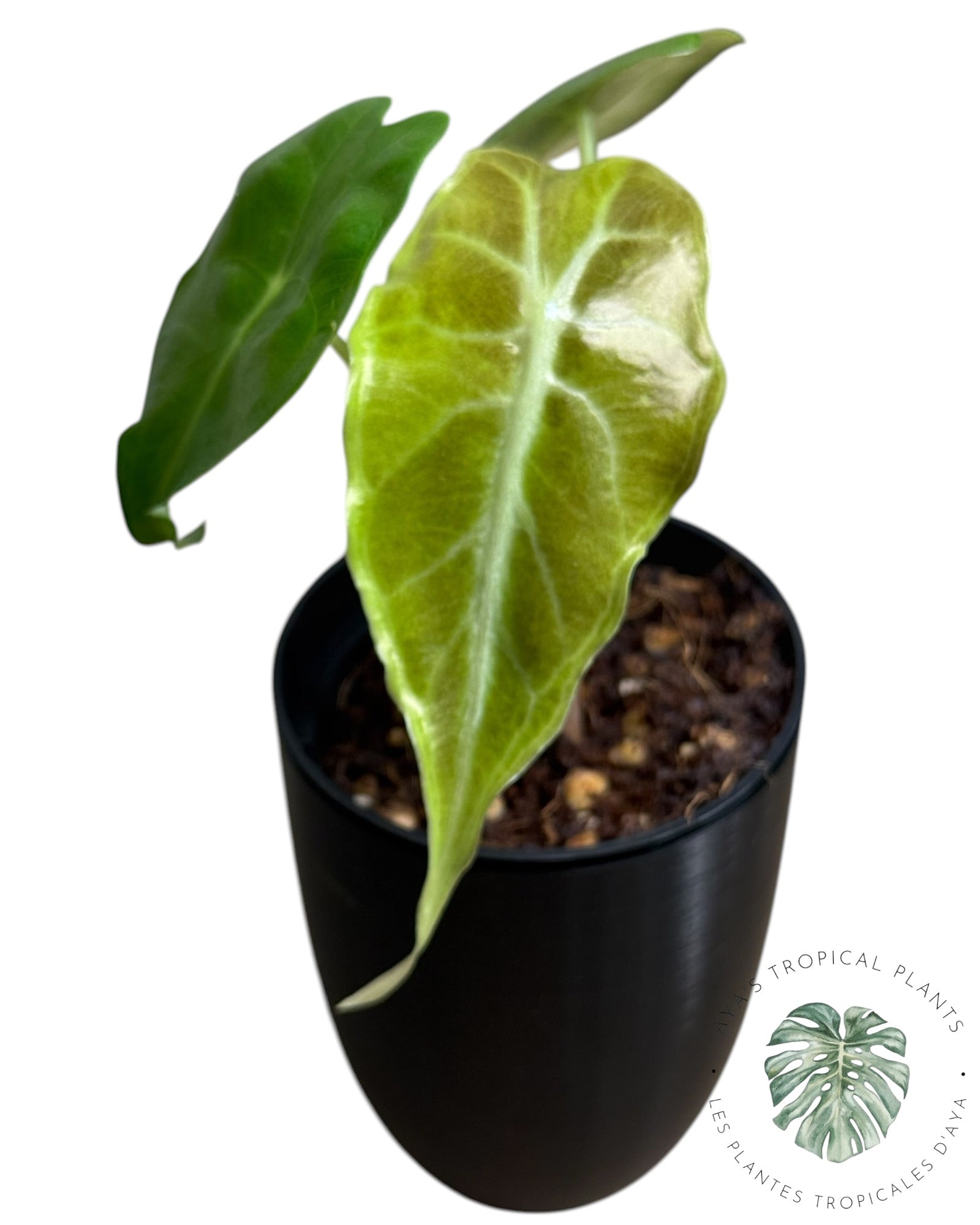 Alocasia Venom